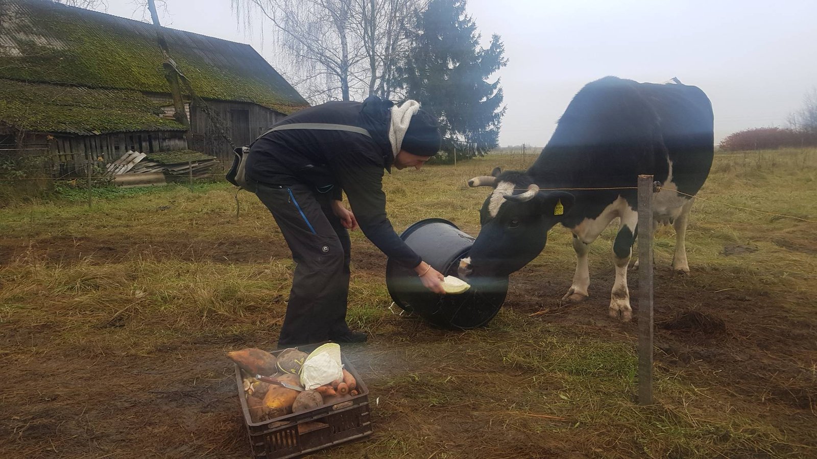 10 karuvciu maitinimas aukotu maistu govardhano sventes proga 2020 11 15