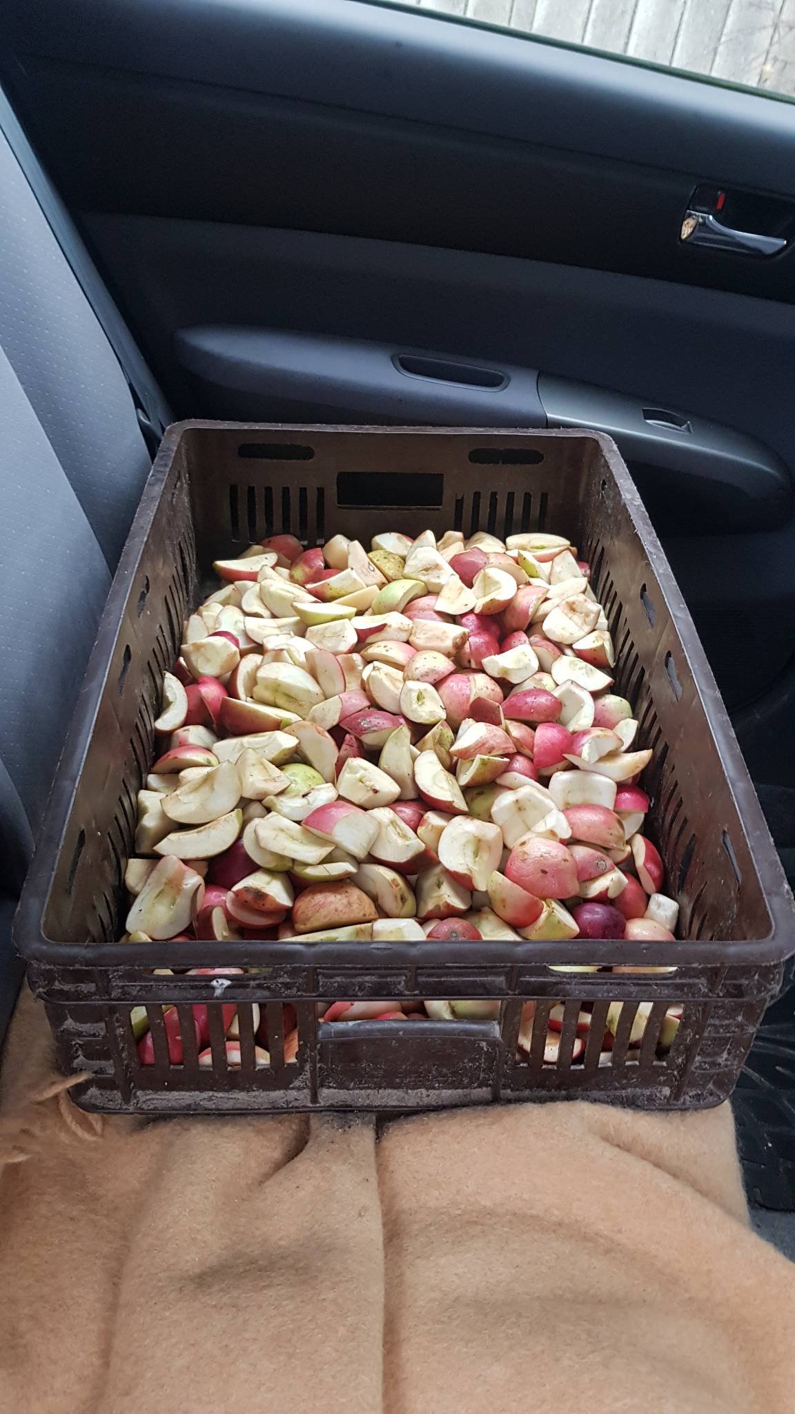 2 karuvciu maitinimas aukotu maistu govardhano sventes proga 2020 11 15