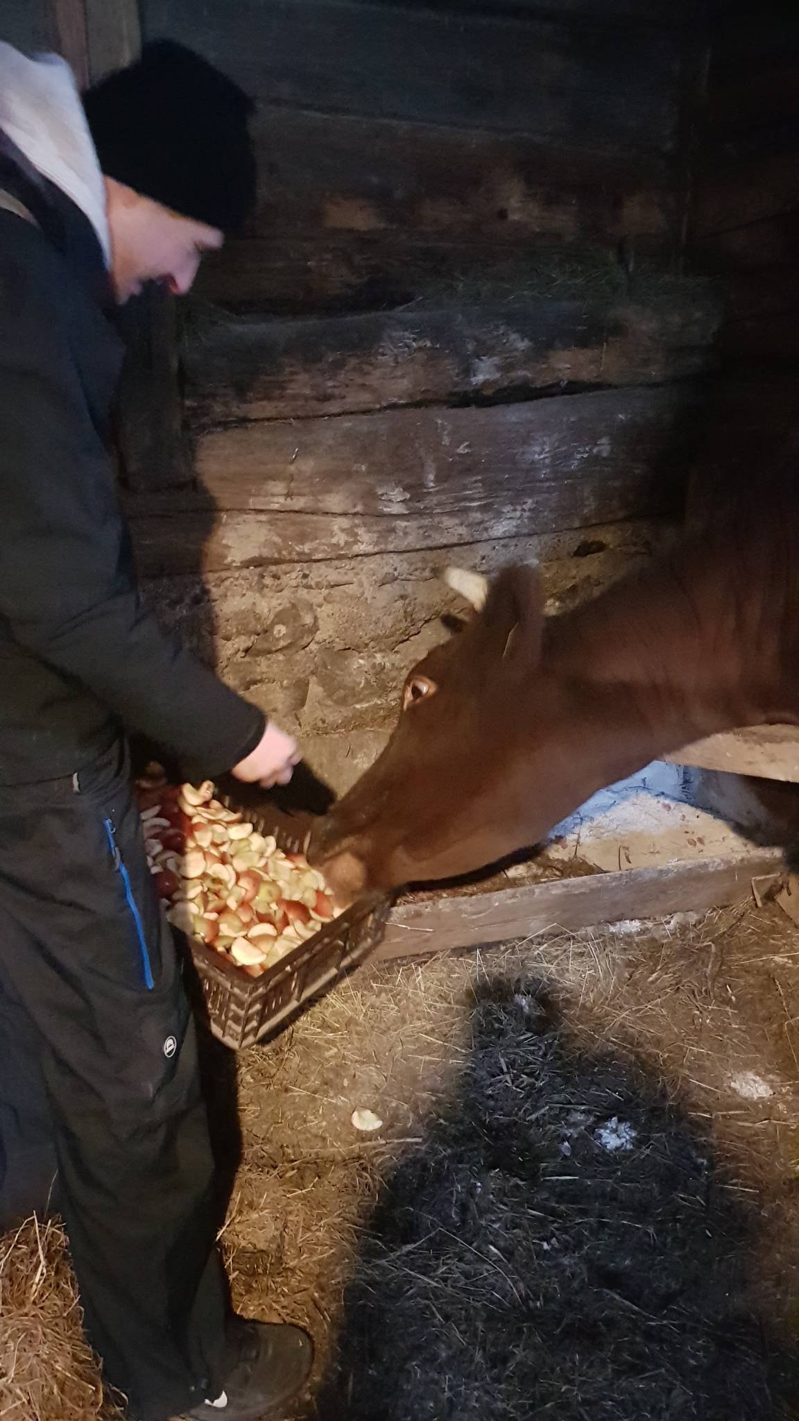 4 karuvciu maitinimas aukotu maistu govardhano sventes proga 2020 11 15