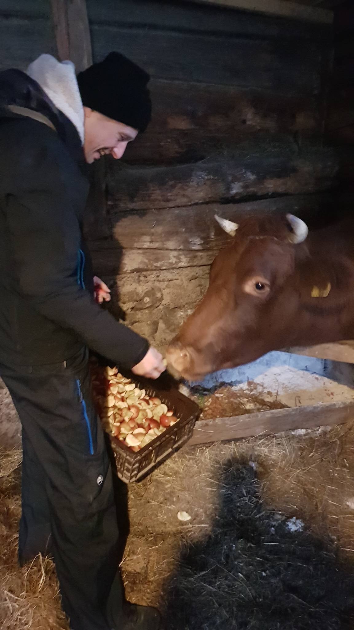 5 karuvciu maitinimas aukotu maistu govardhano sventes proga 2020 11 15