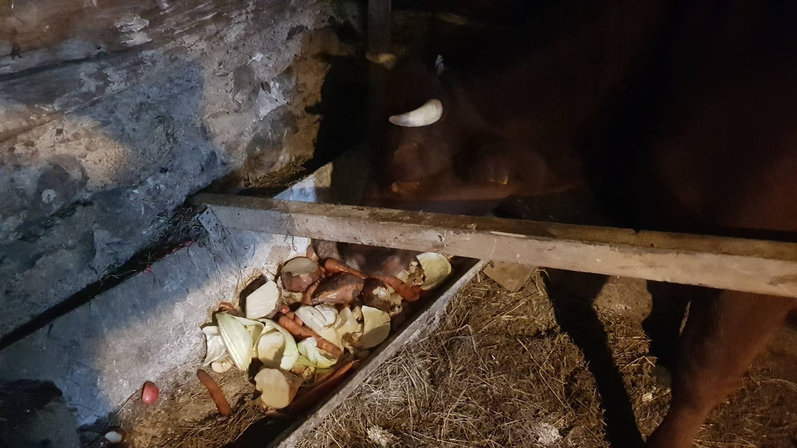 6 karuvciu maitinimas aukotu maistu govardhano sventes proga 2020 11 15