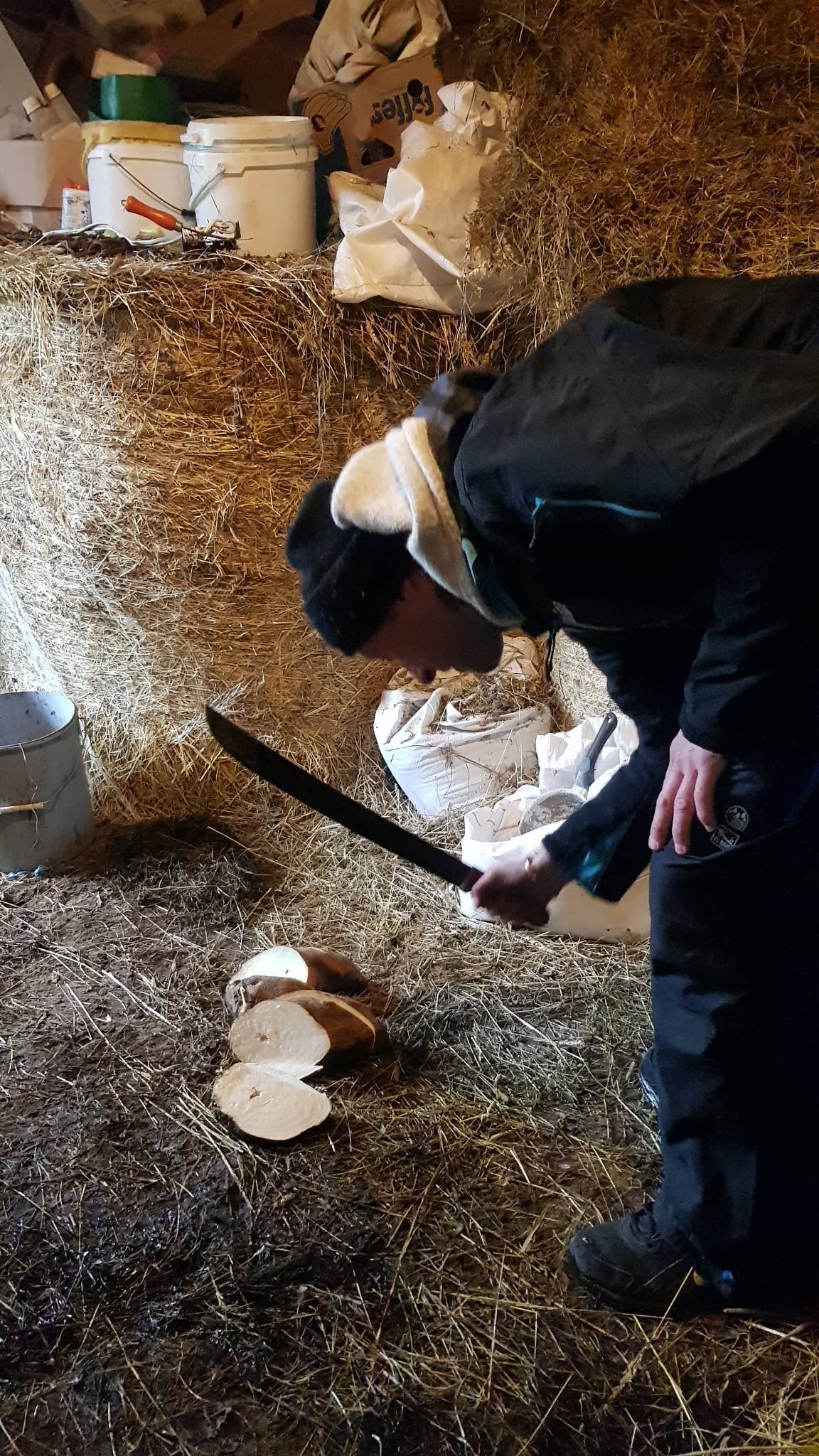 7 karuvciu maitinimas aukotu maistu govardhano sventes proga 2020 11 15