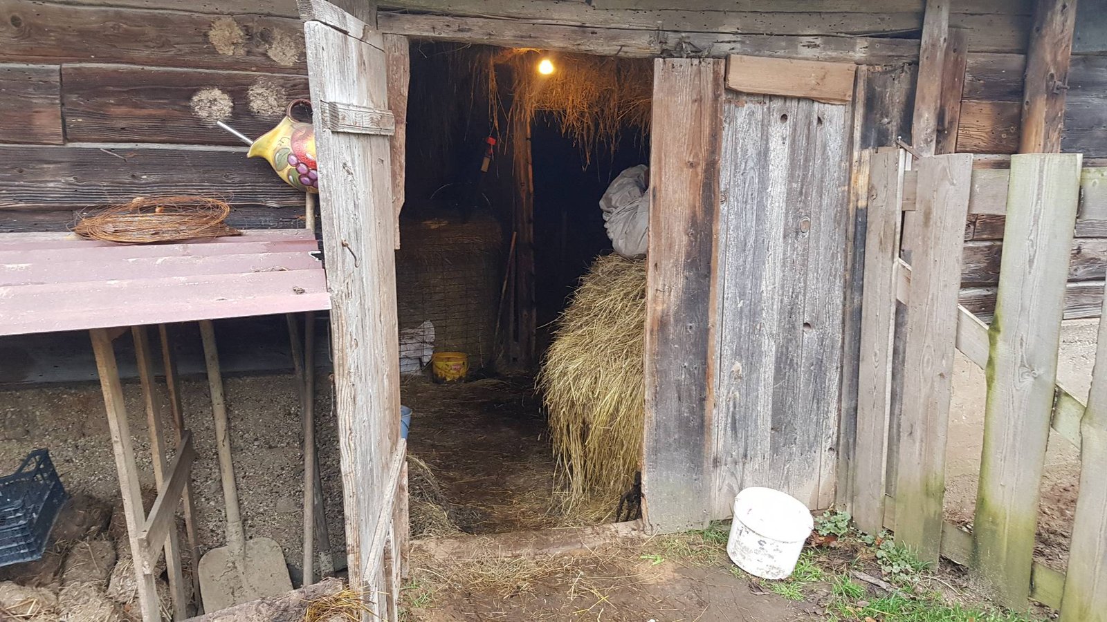 8 karuvciu maitinimas aukotu maistu govardhano sventes proga 2020 11 15