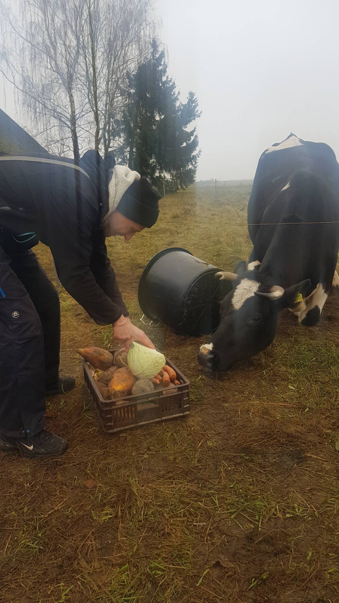 9 karuvciu maitinimas aukotu maistu govardhano sventes proga 2020 11 15