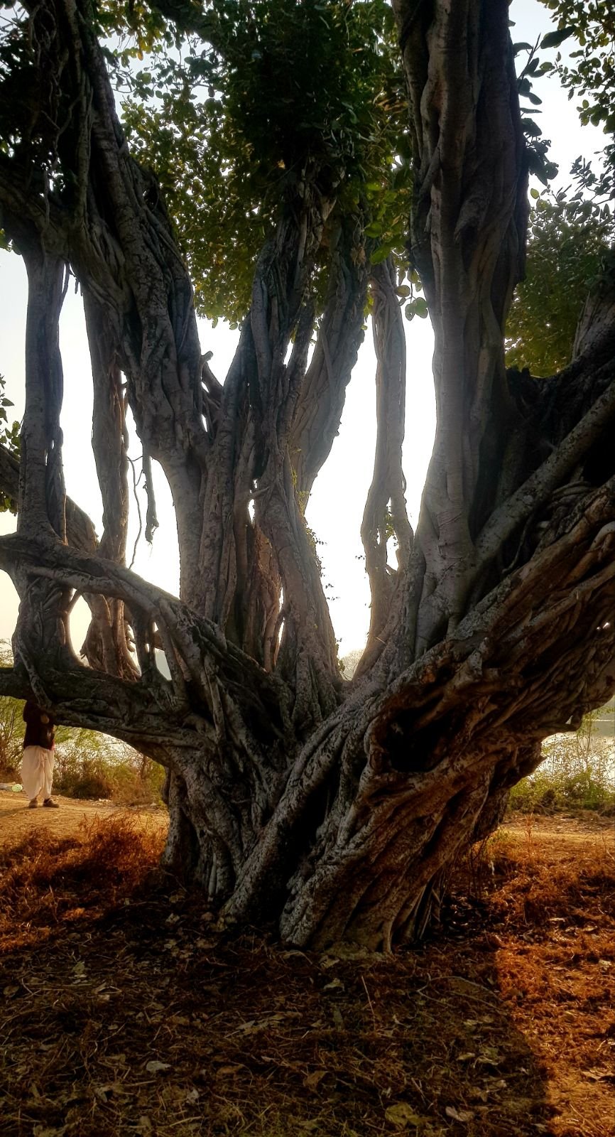 1 plants of vraja 2020 02 09