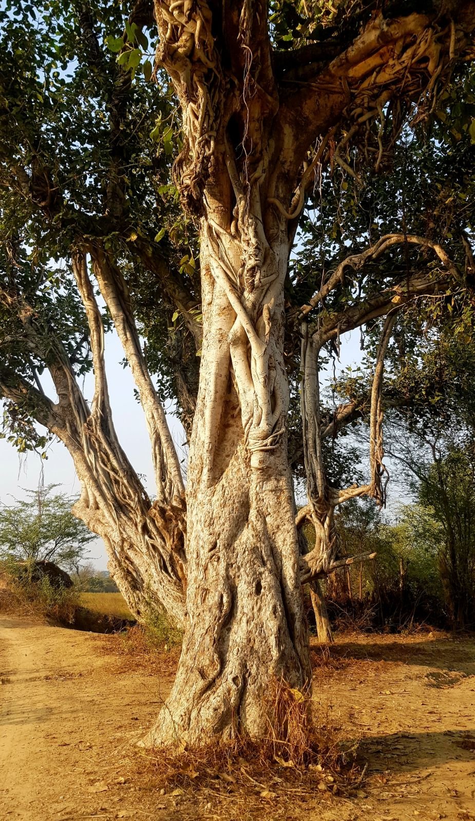 13 plants of vraja 2020 02 09