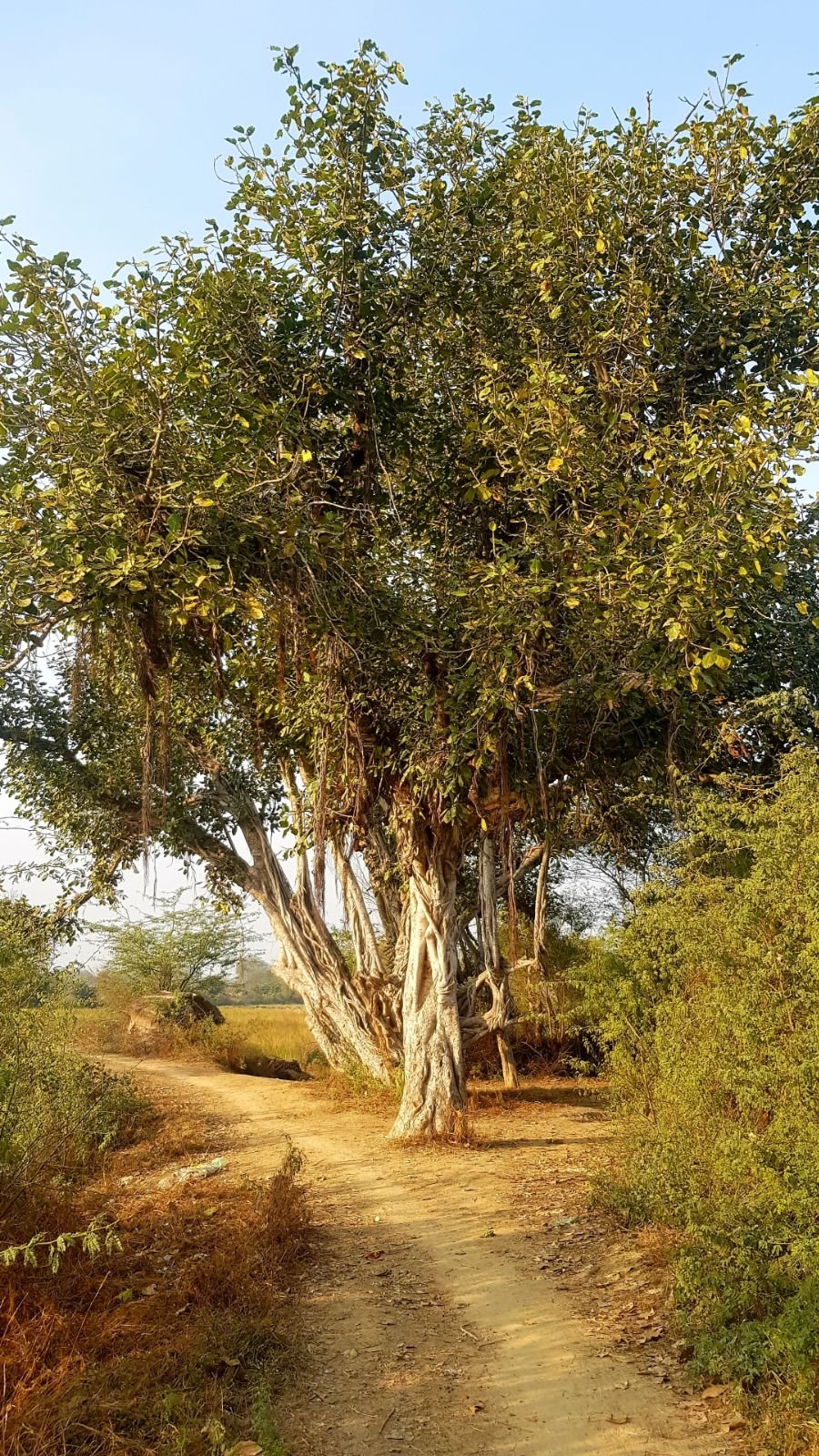 14 plants of vraja 2020 02 09