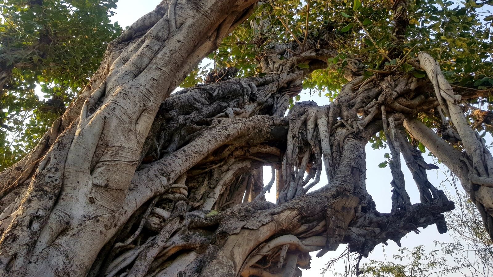 3 plants of vraja 2020 02 09