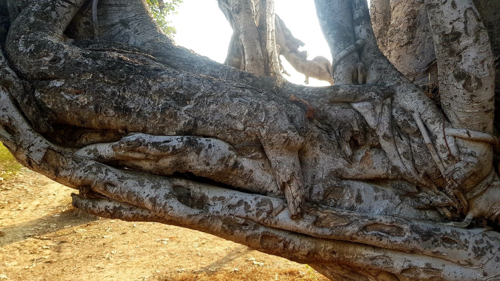 4 plants of vraja 2020 02 09