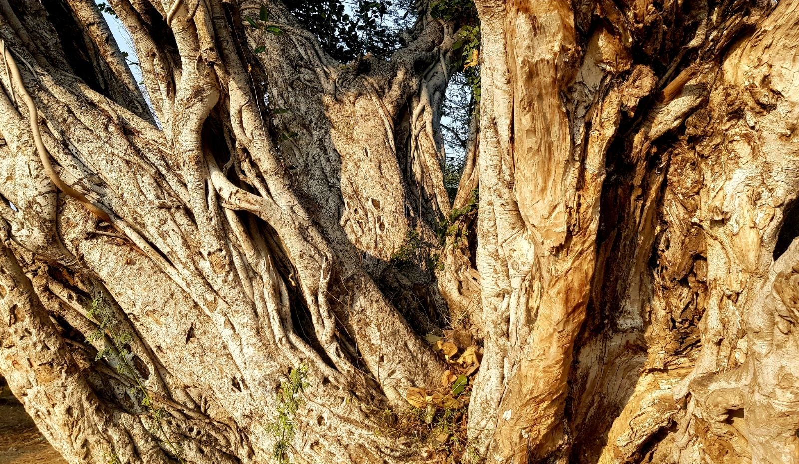 6 plants of vraja 2020 02 09