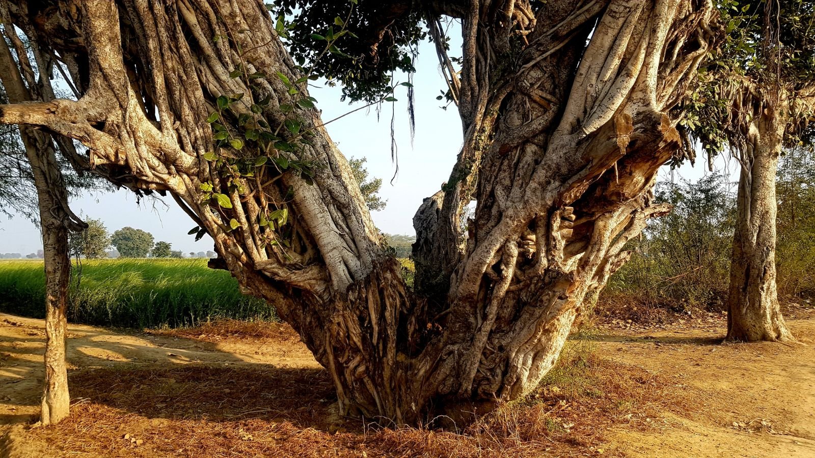 8 plants of vraja 2020 02 09