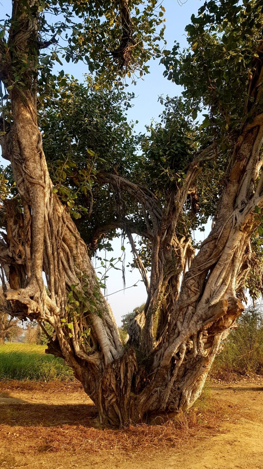 9 plants of vraja 2020 02 09