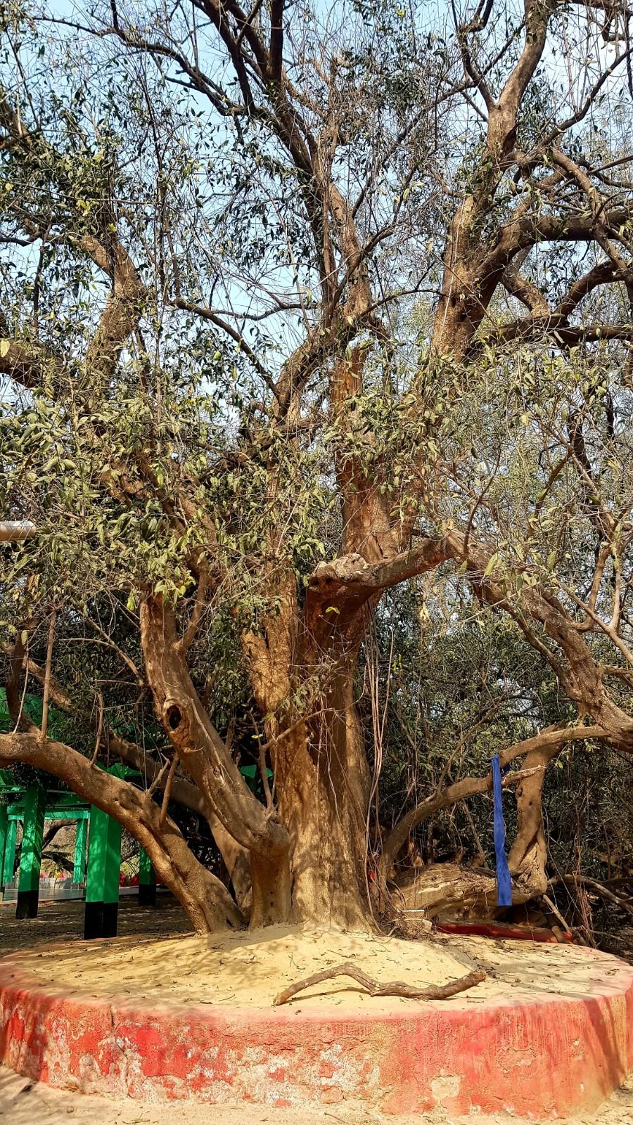 31 ter kadamba 2020 02 091