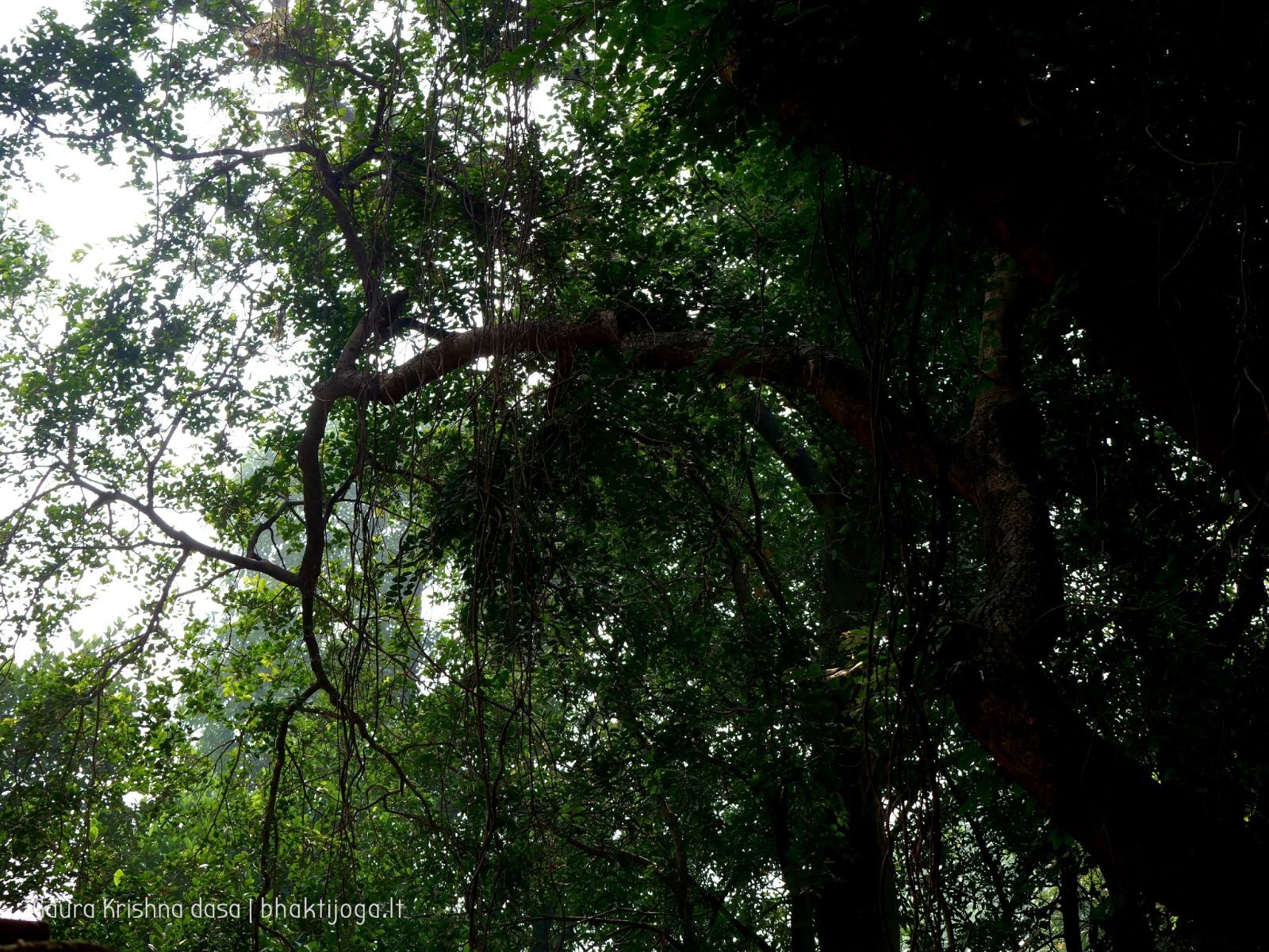 1 krishnas garden varshana 2019 12 10