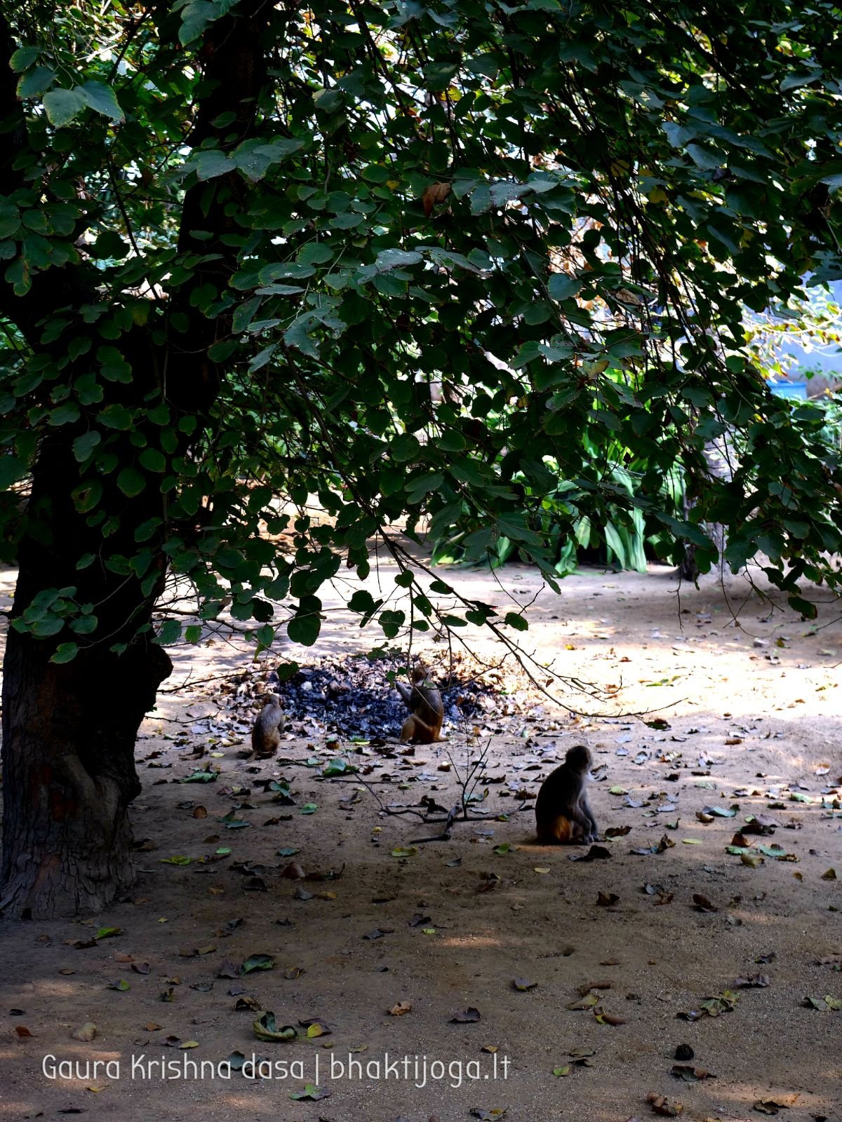 11 krishnas garden varshana 2019 12 10