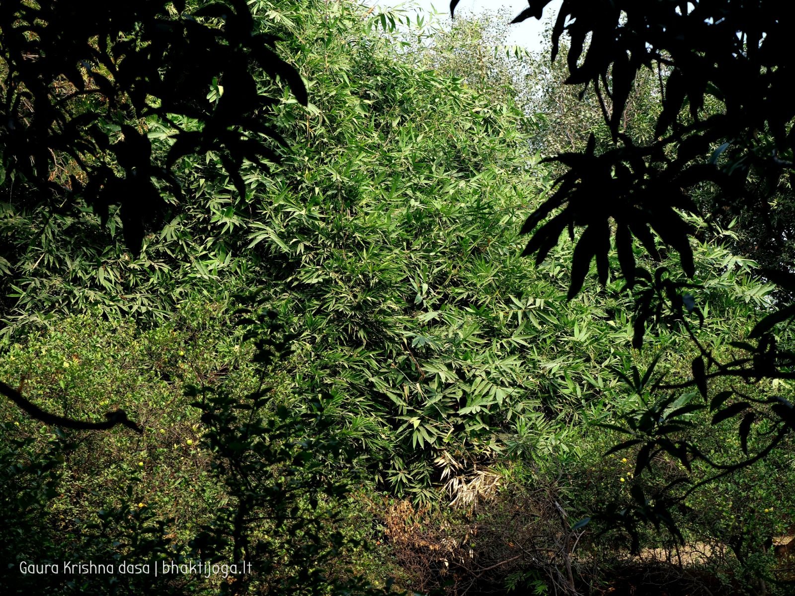 14 krishnas garden varshana 2019 12 10