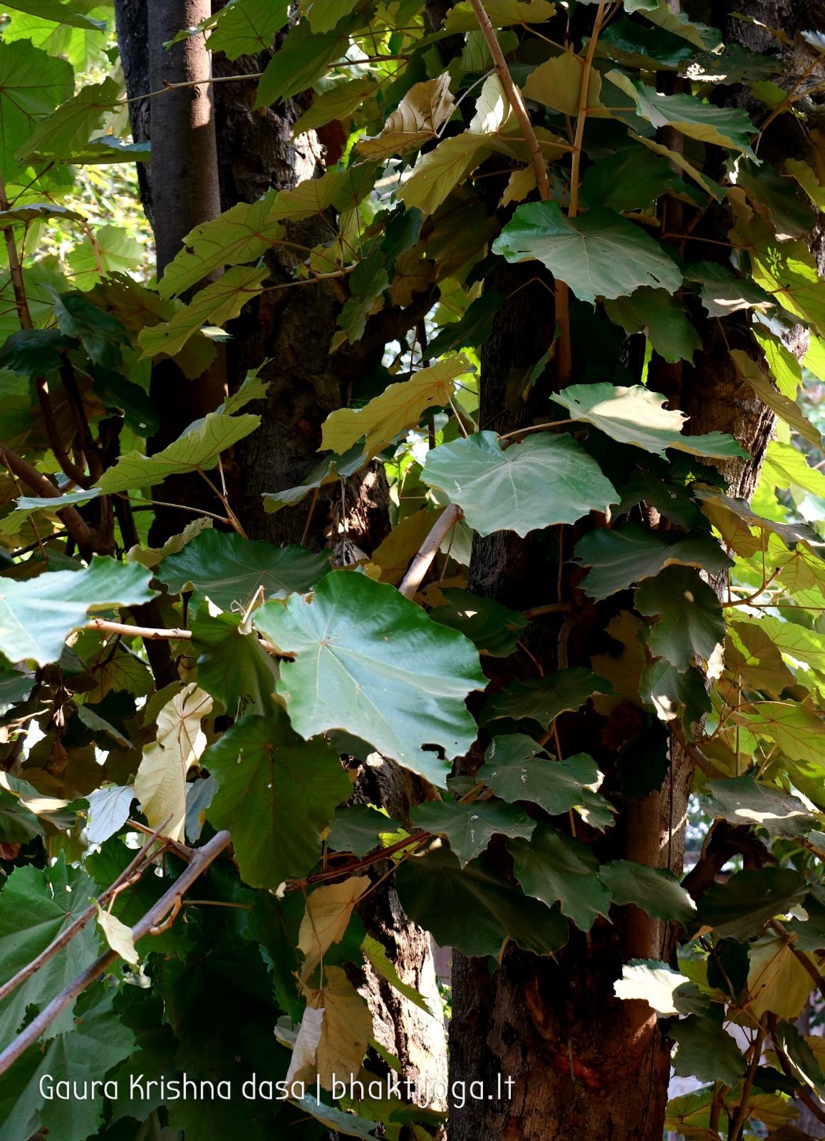 16 krishnas garden varshana 2019 12 10