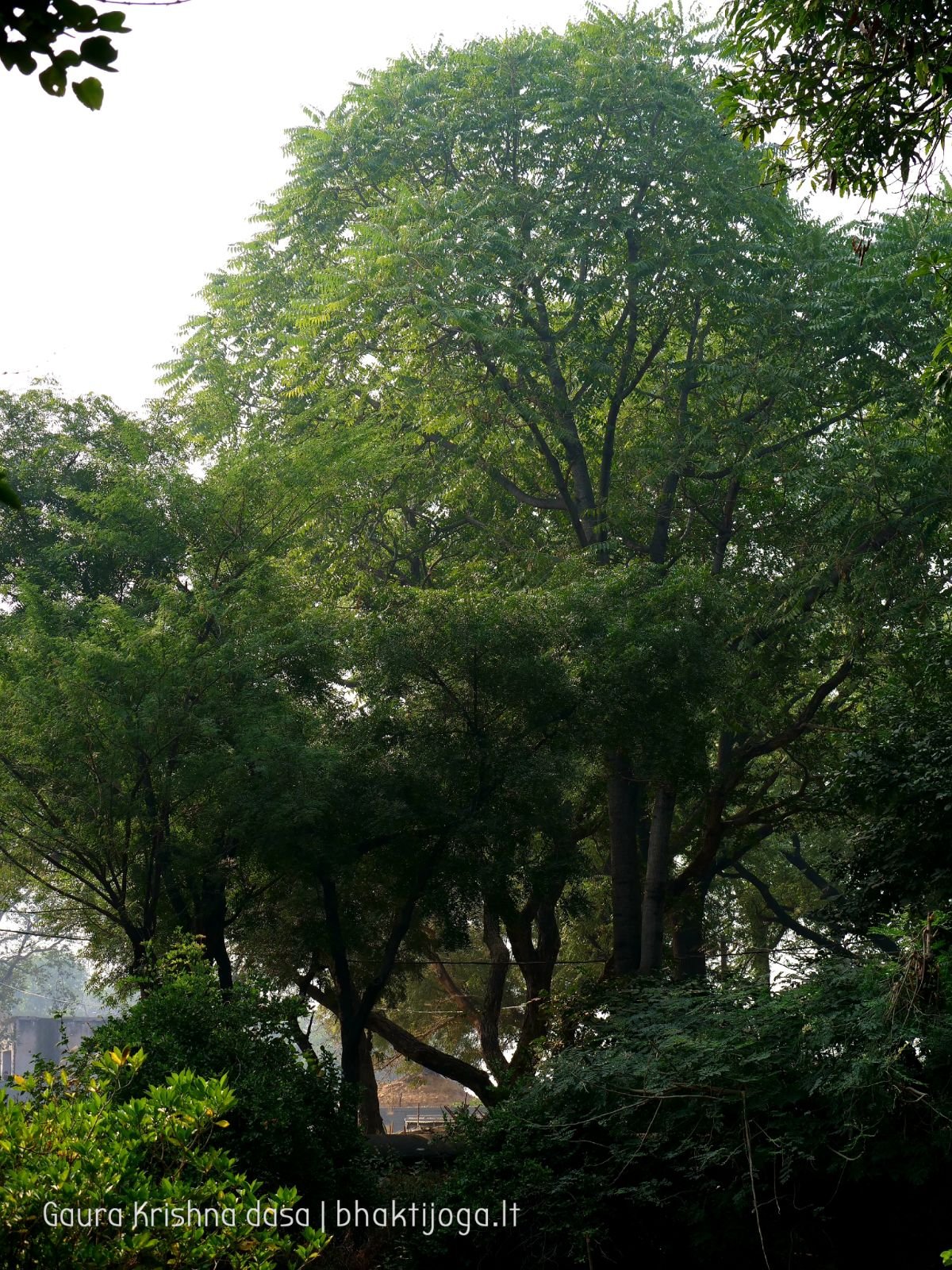 2 krishnas garden varshana 2019 12 10