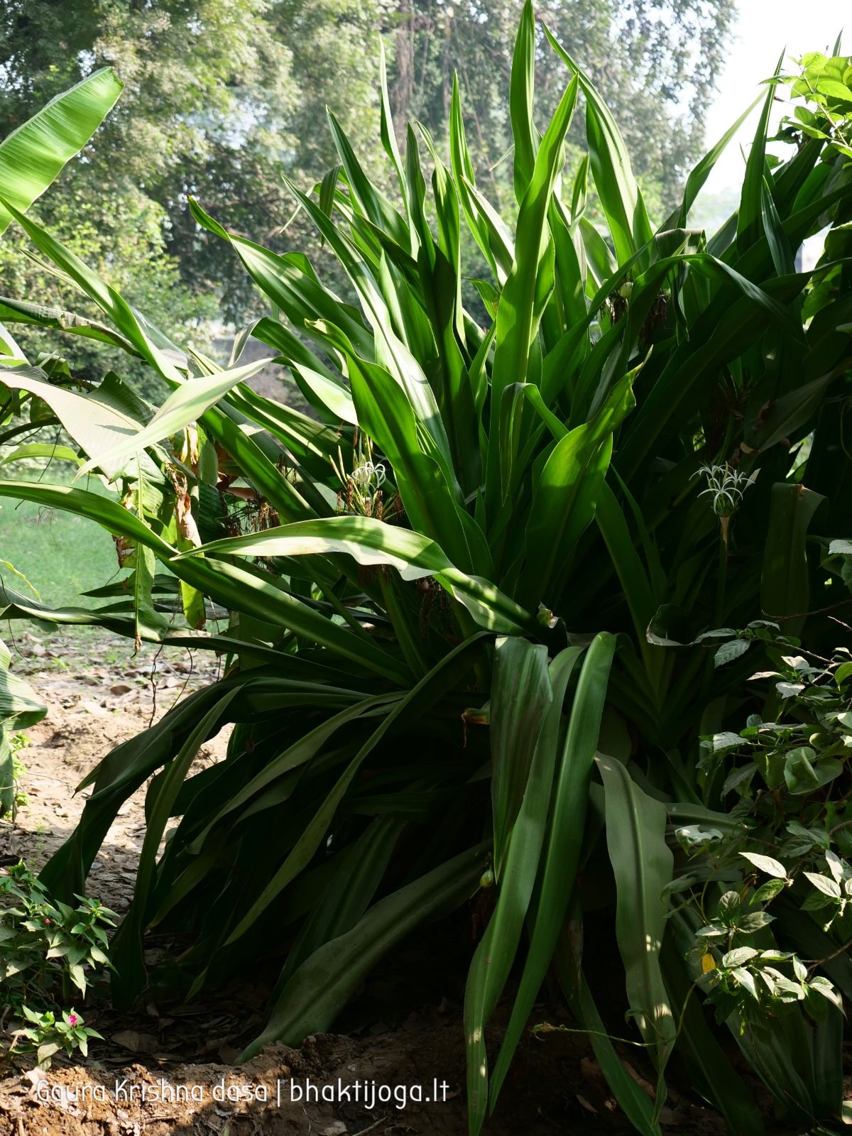 20 krishnas garden varshana 2019 12 10