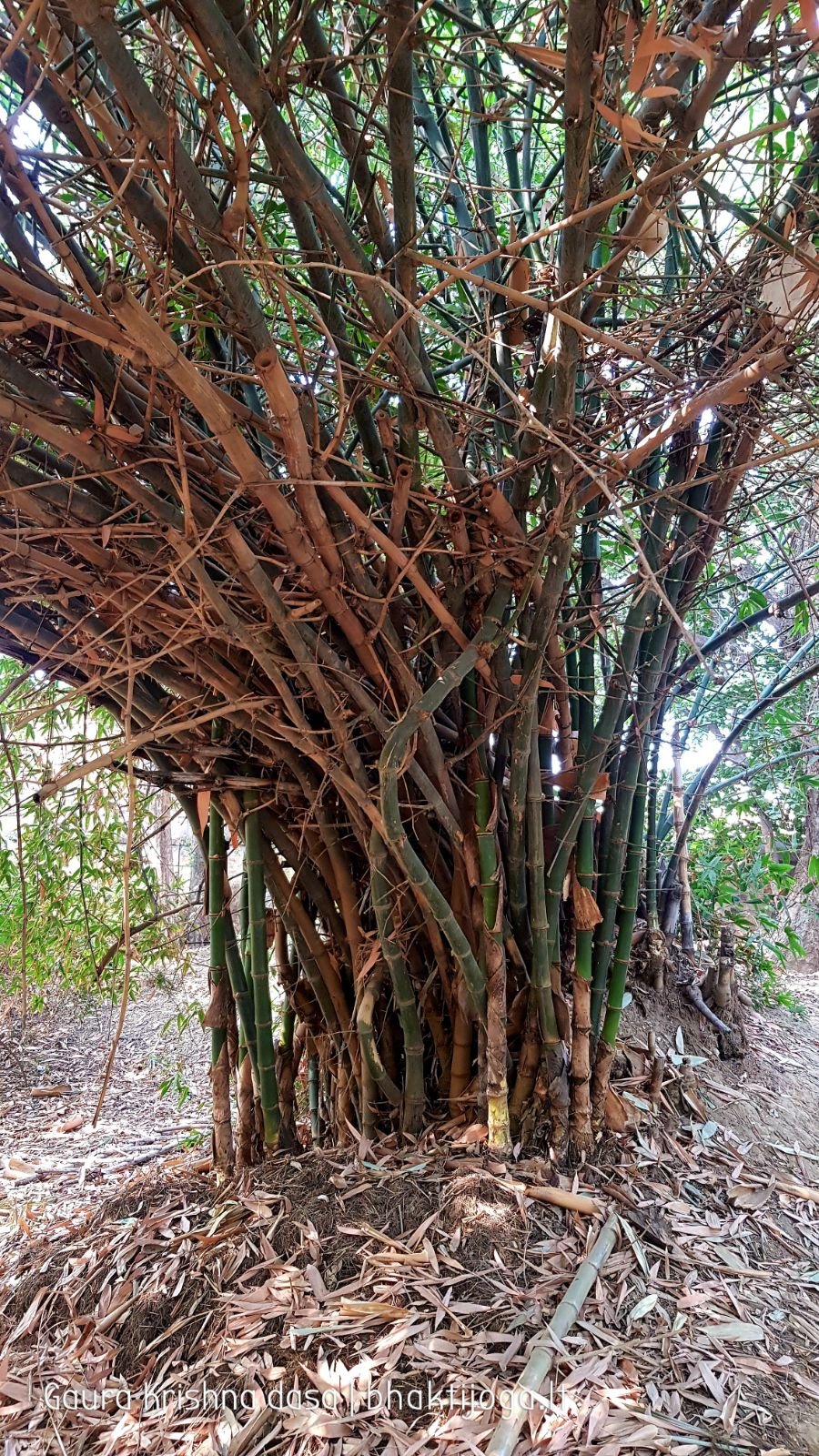 21 krishnas garden varshana 2019 12 10