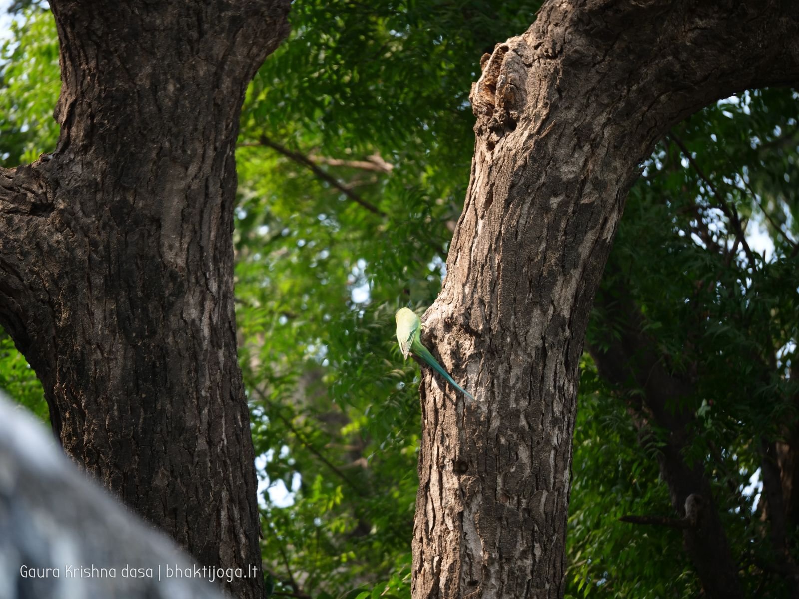 26 krishnas garden varshana 2019 12 10