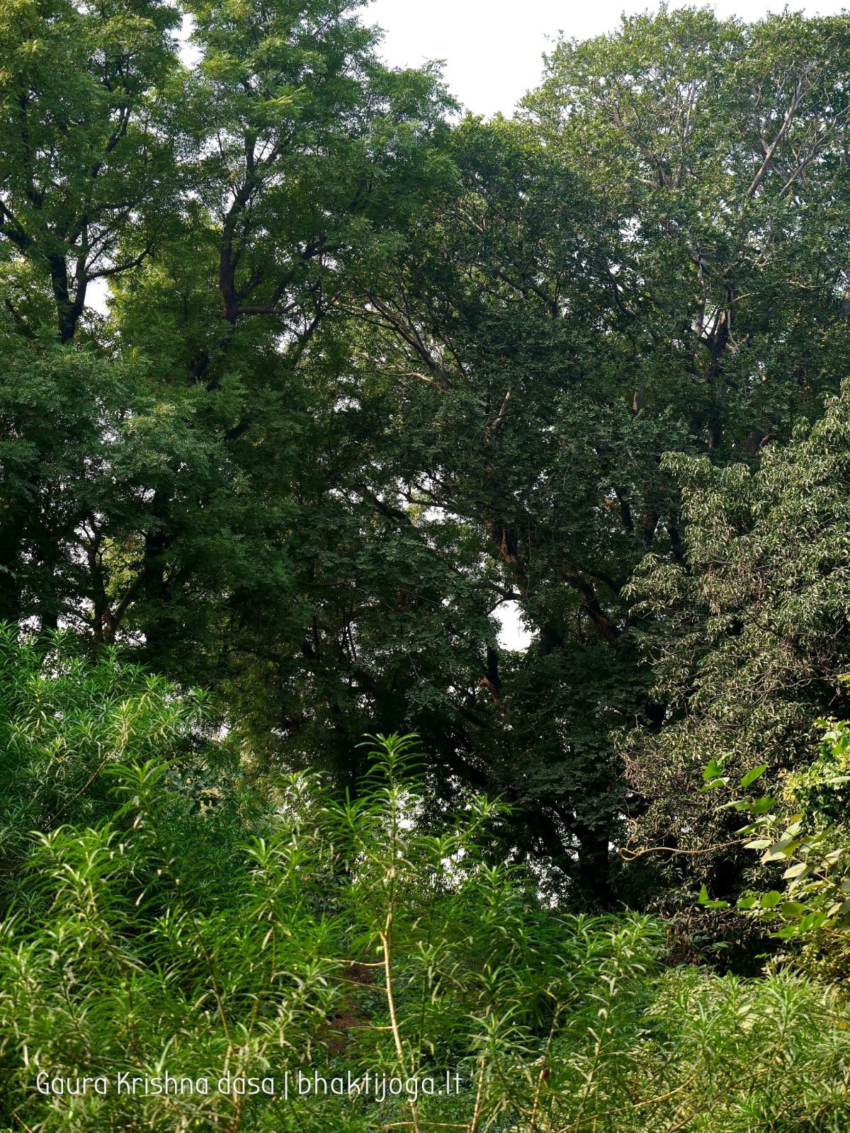 3 krishnas garden varshana 2019 12 10