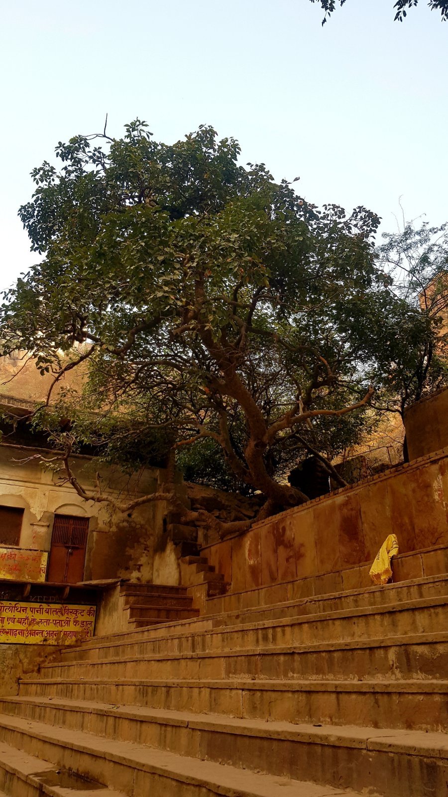 12 plants varshana 2019 12 10