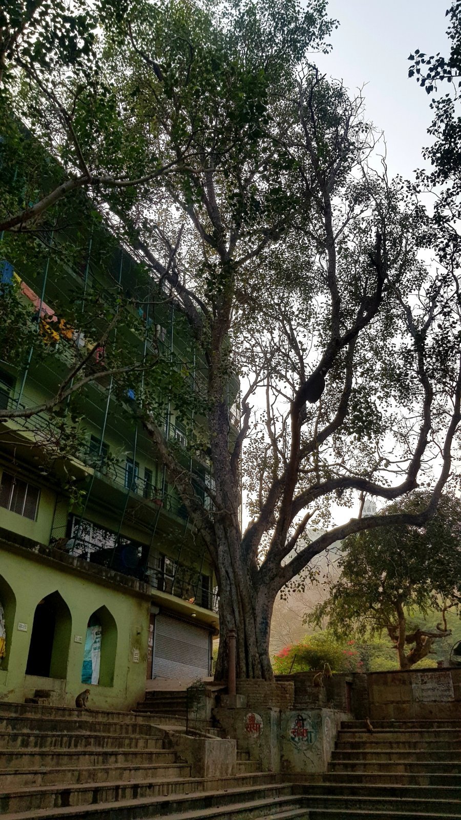 13 plants varshana 2019 12 10