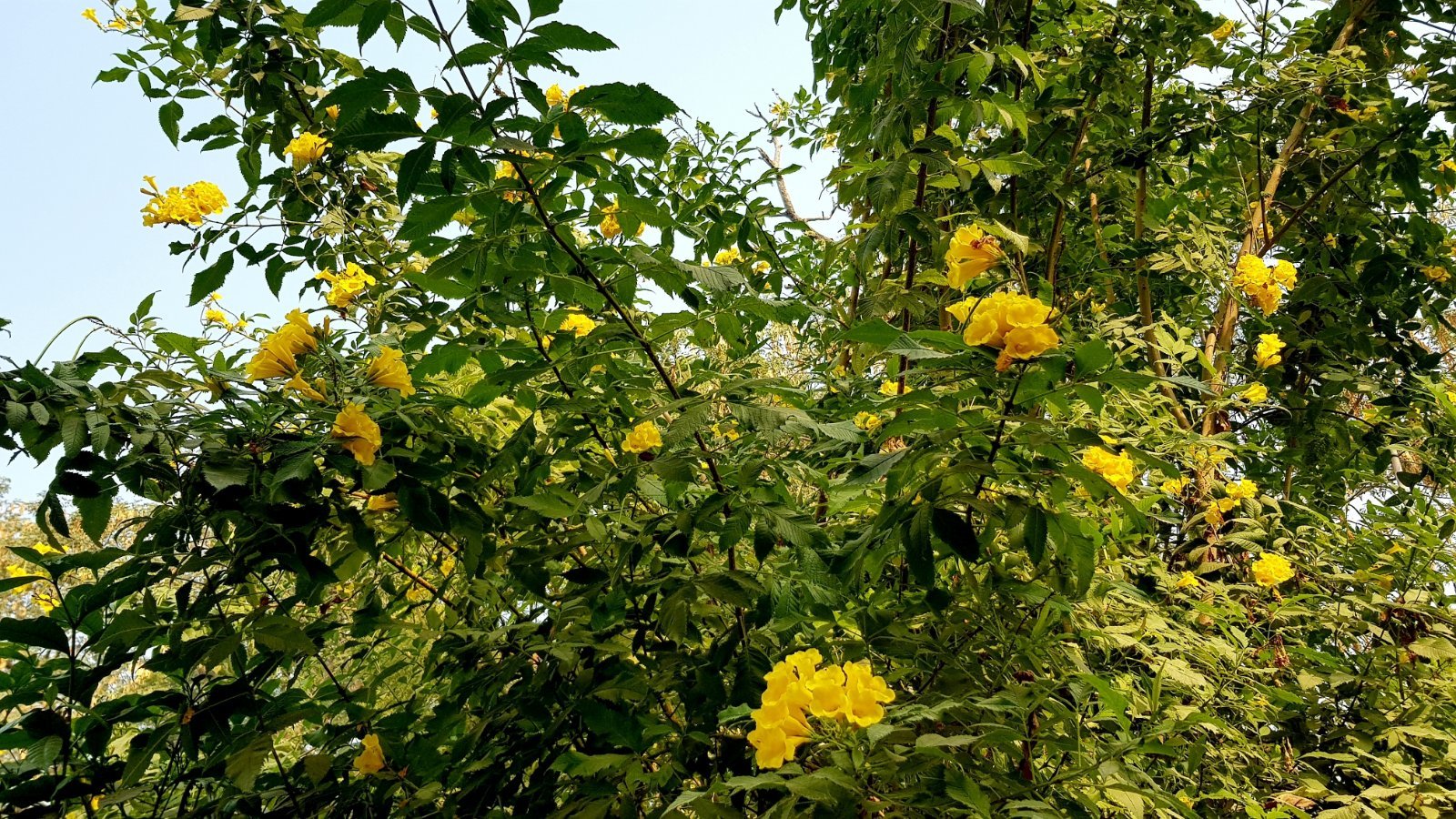 3 plants varshana 2019 12 10