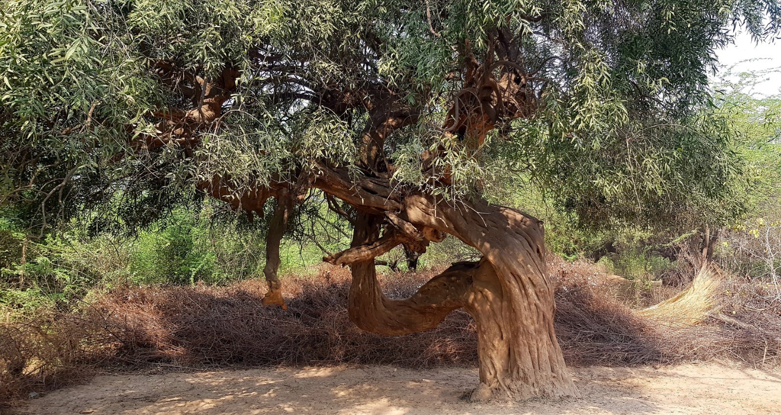 36 plants varshana 2019