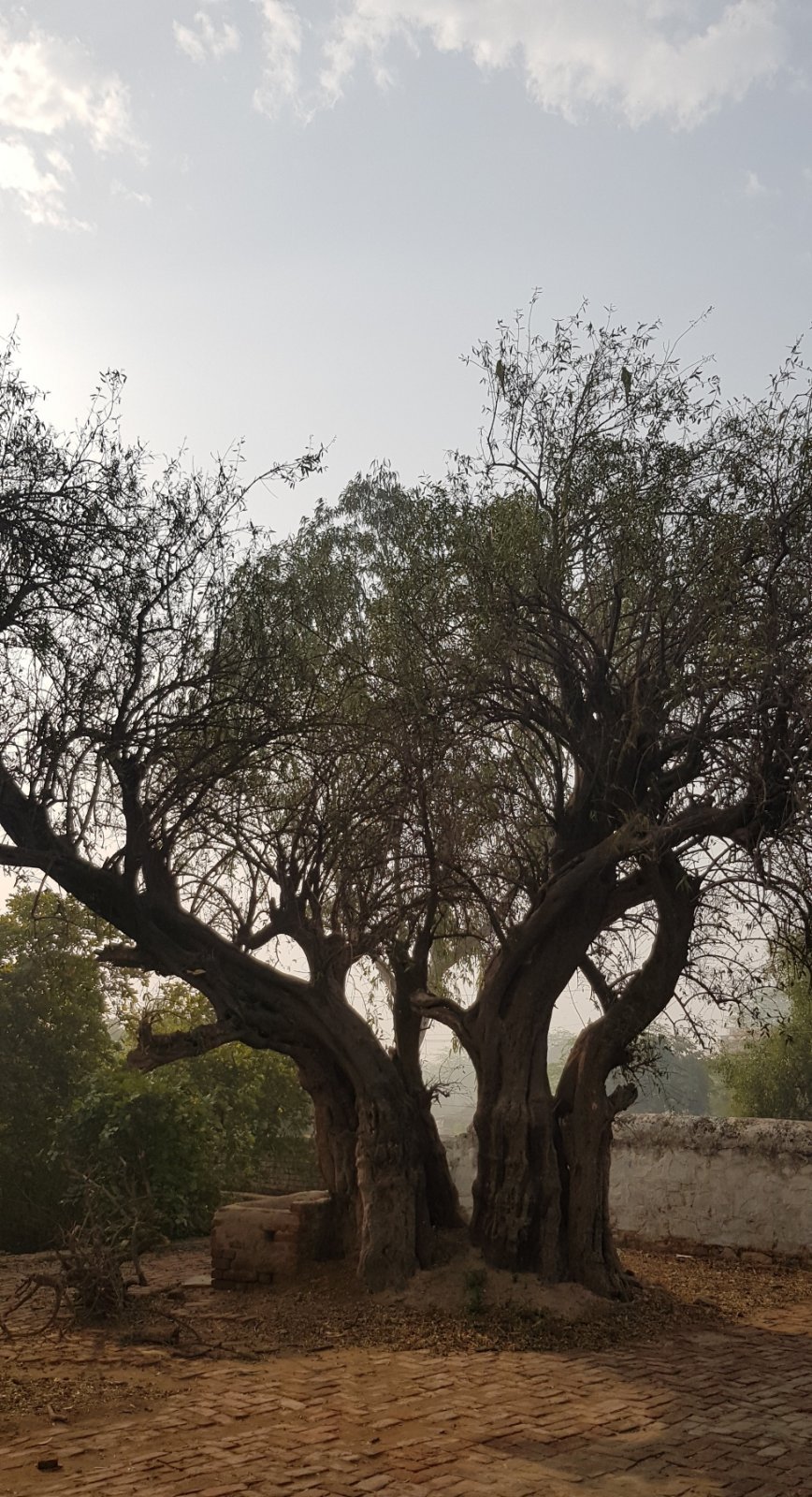 39 plants varshana 2019