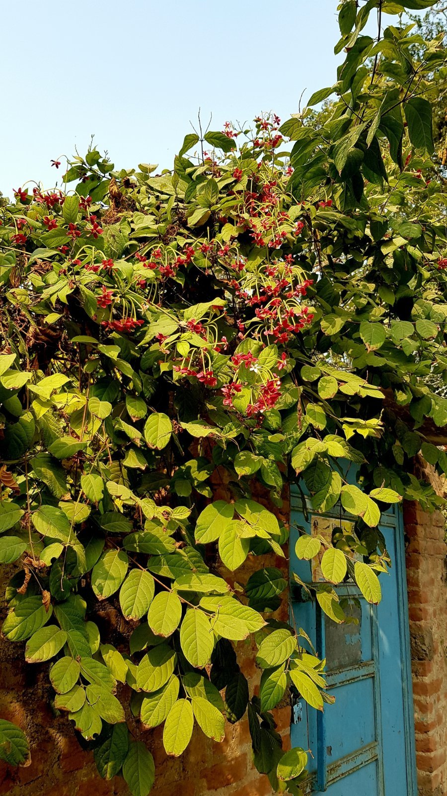 4 plants varshana 2019 12 10