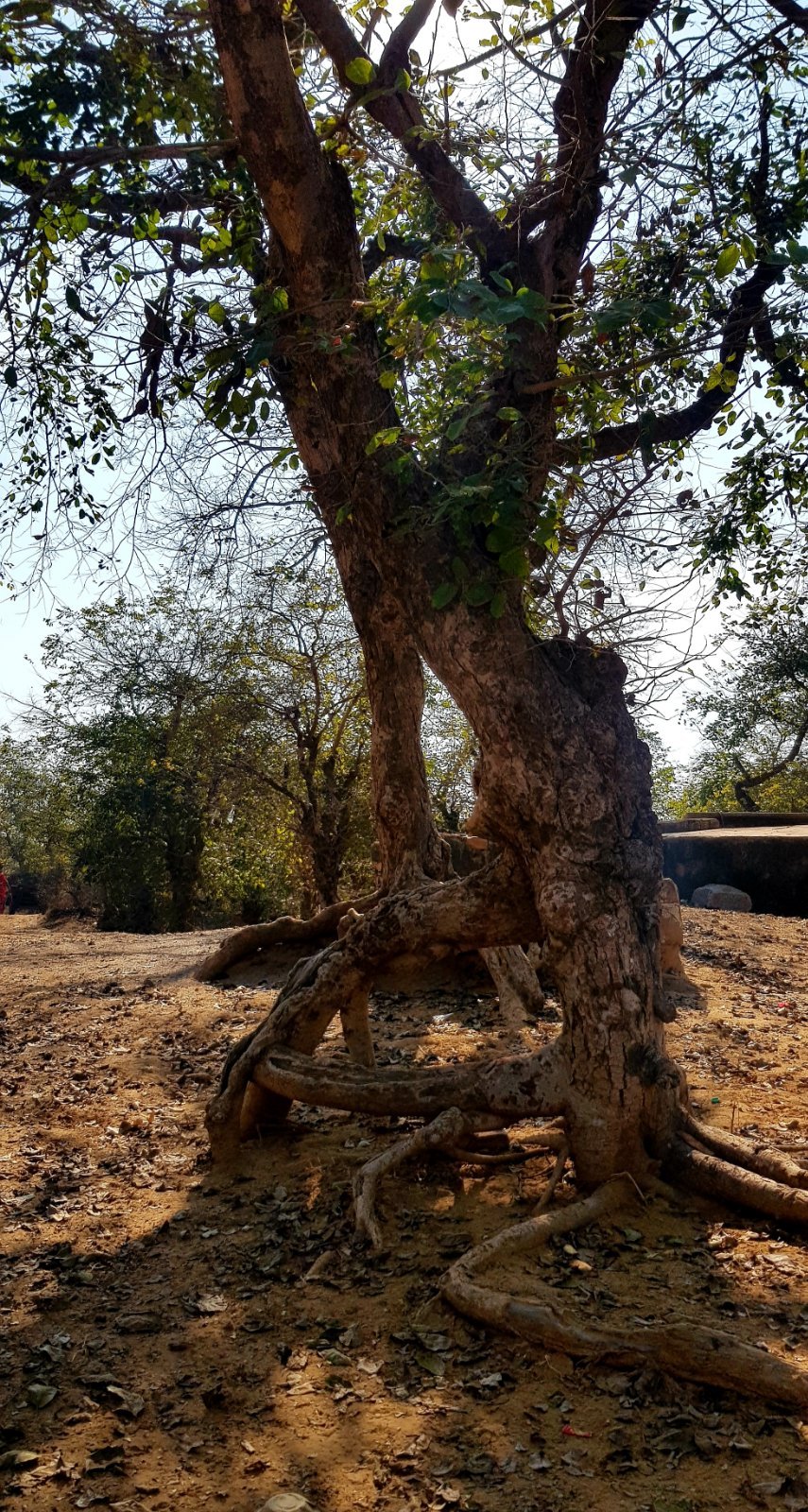 42 plants varshana 2019