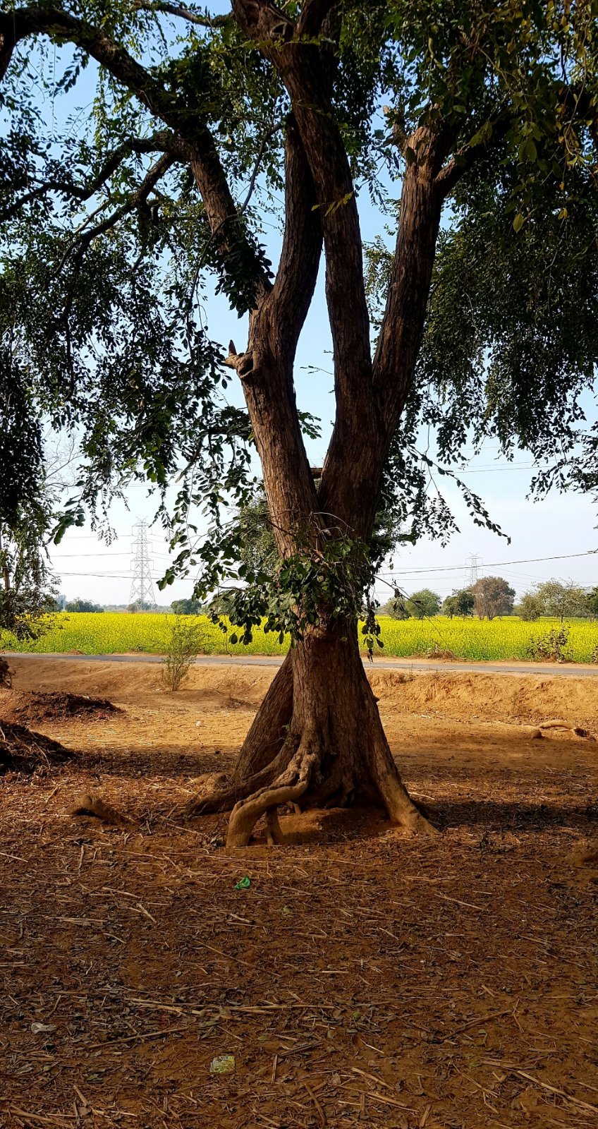 44 plants varshana 2019