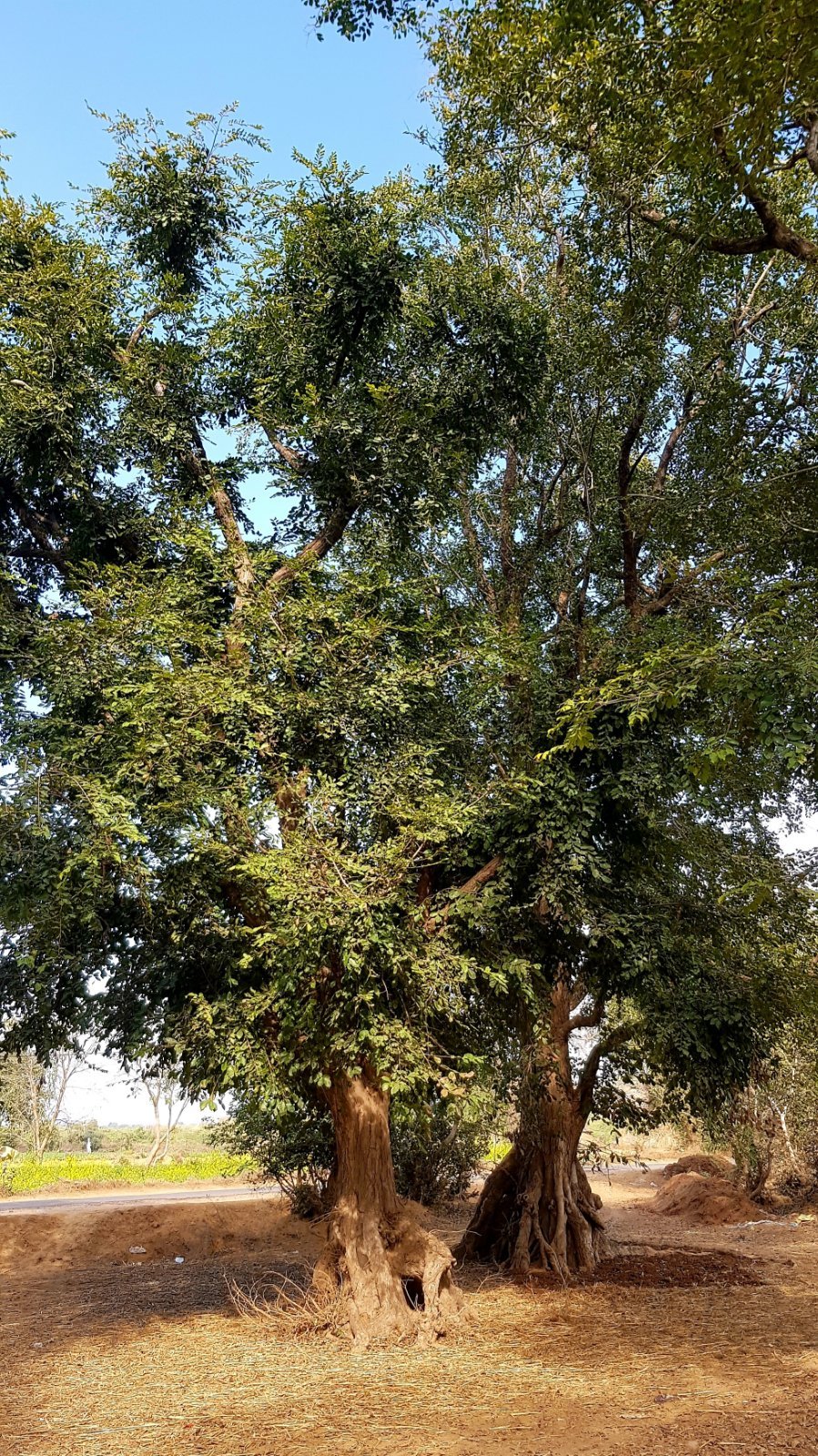 45 plants varshana 2019