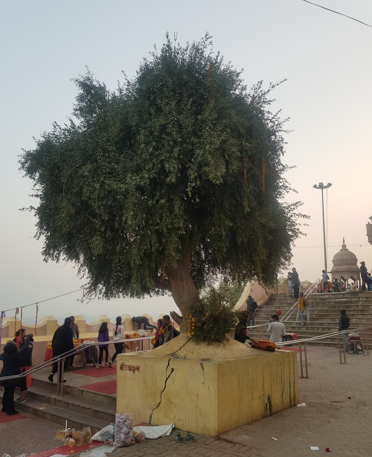 46 plants varshana 2018