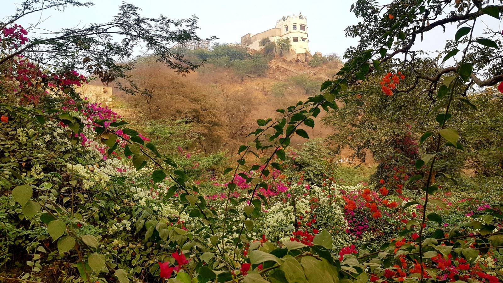 7 plants varshana 2019 12 10