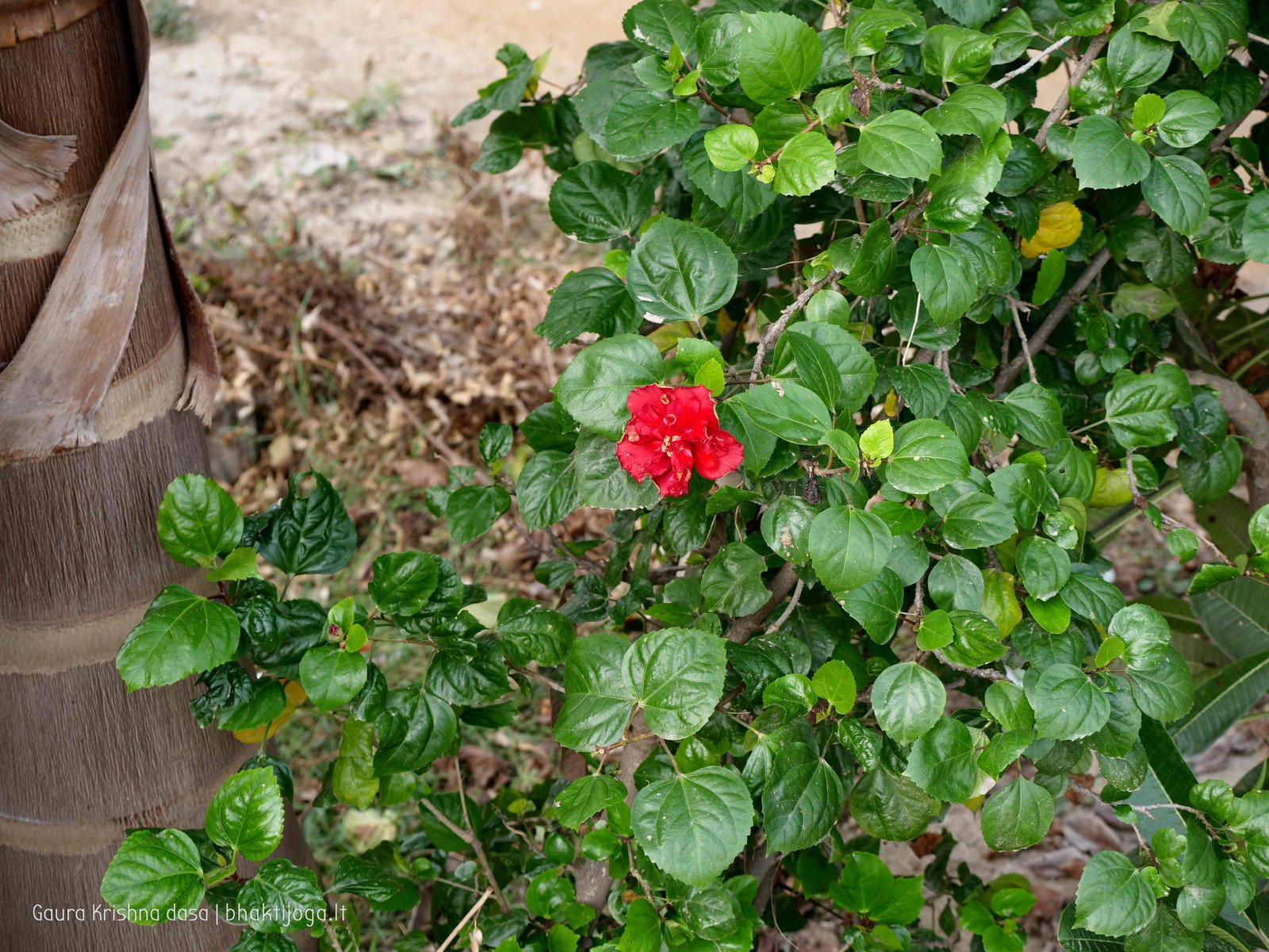 2 rasouli vraja dham 2019 12 18