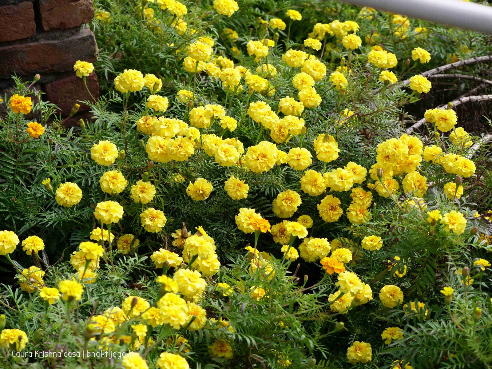 3 rasouli vraja dhama 2019 12 18