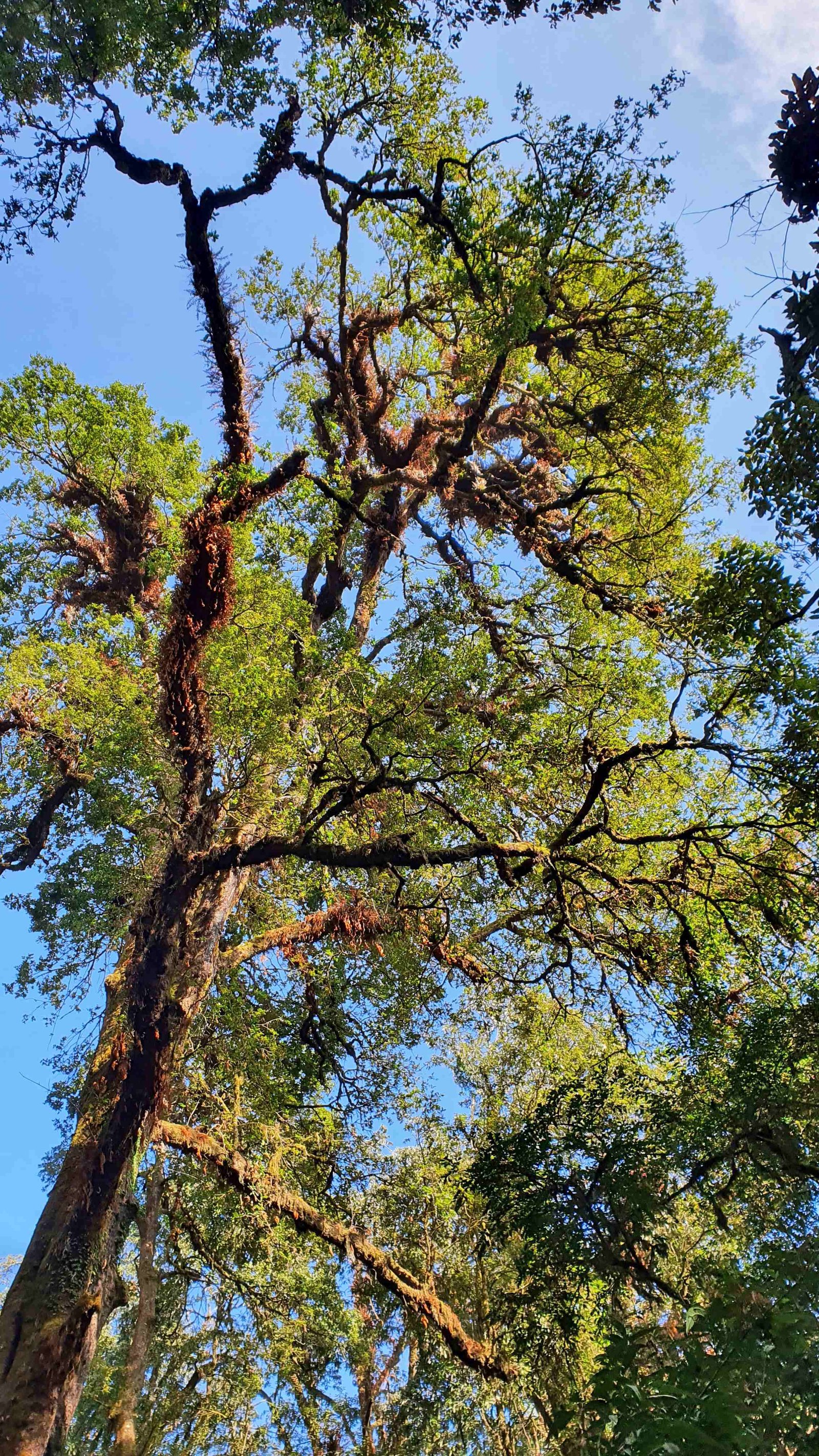 34 shiva puri mountain trees kathmandu nepal 2024.01.08