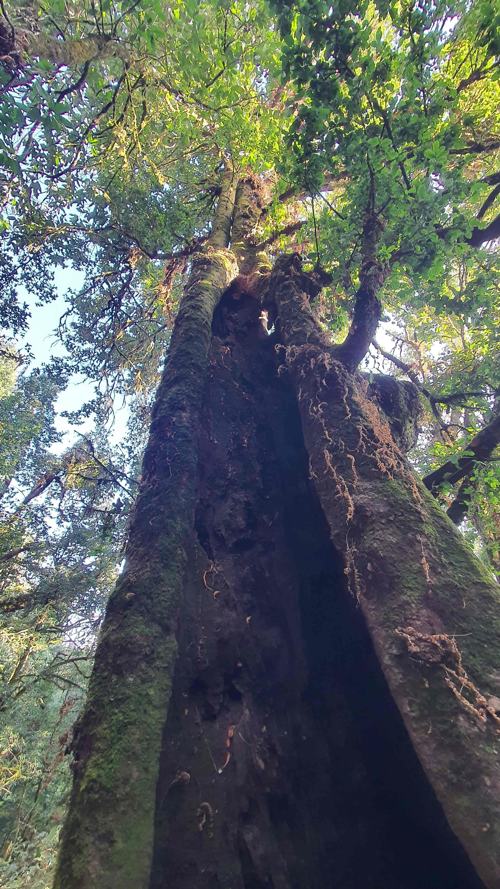 37 shiva puri mountain trees kathmandu nepal 2024.01.08