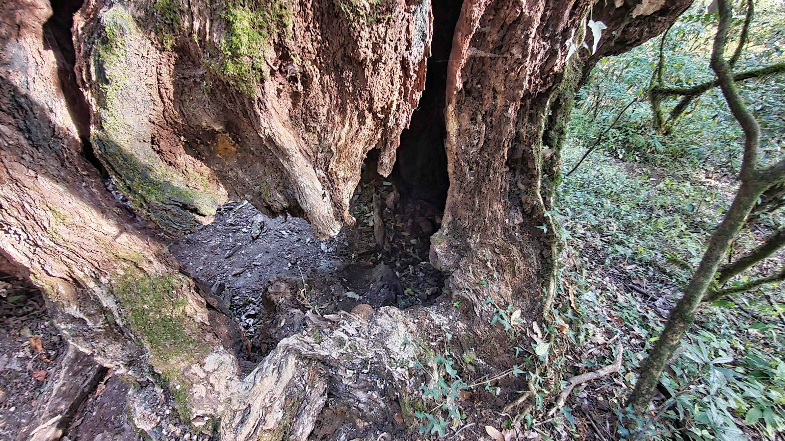 40 shiva puri mountain trees kathmandu nepal 2024.01.08