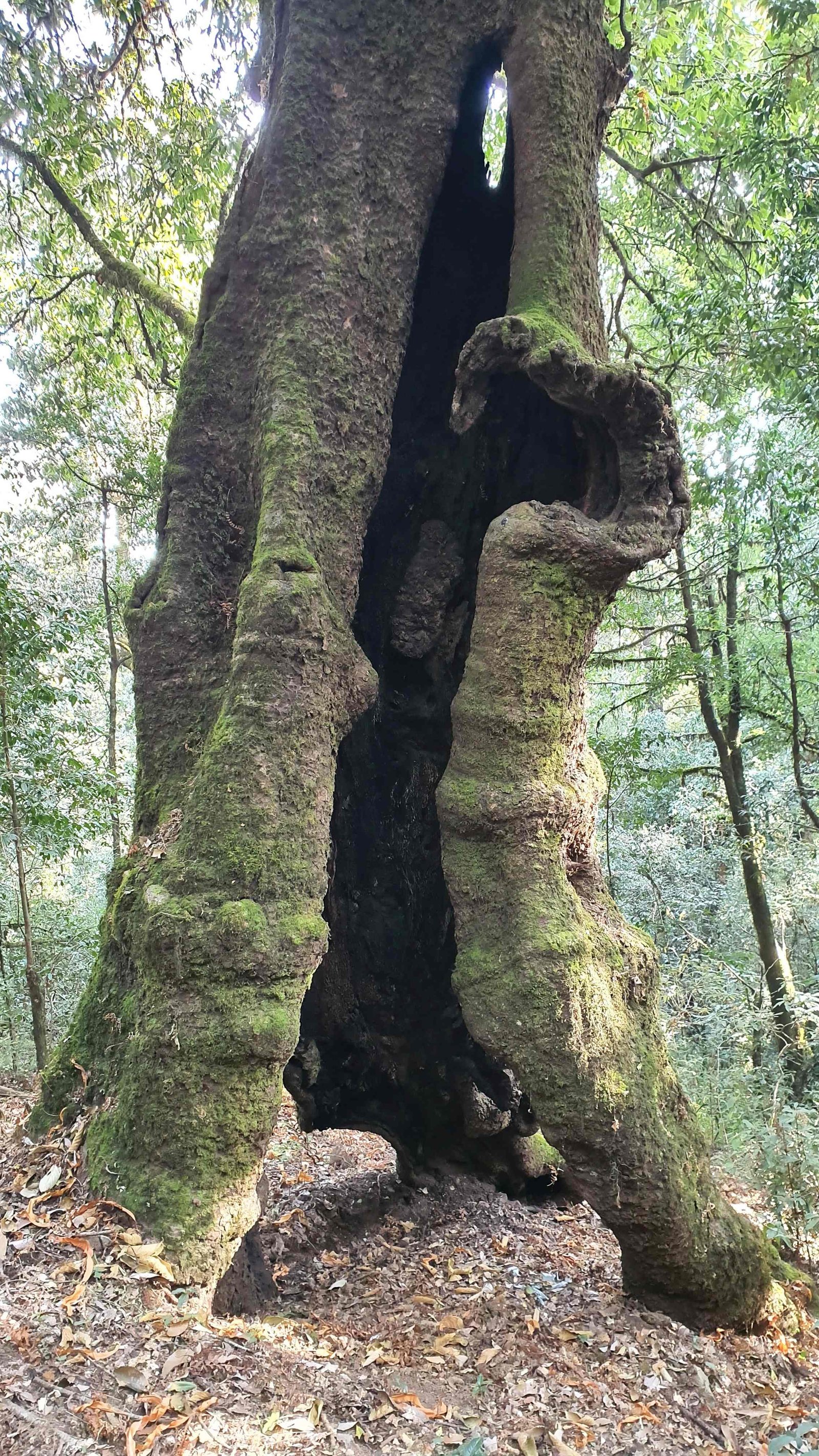 42 shiva puri mountain trees kathmandu nepal 2024.01.08