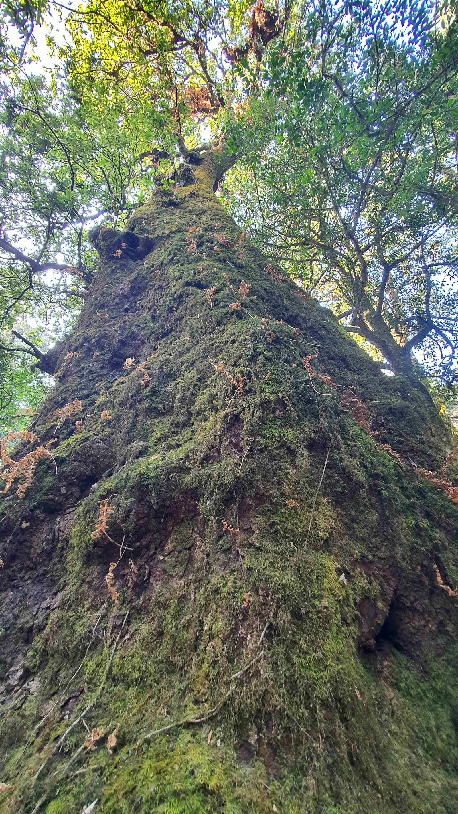 47 shiva puri mountain trees kathmandu nepal 2024.01.08