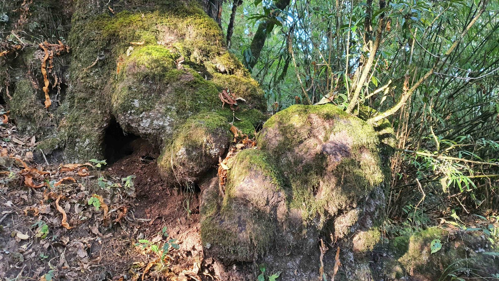53 shiva puri mountain trees kathmandu nepal 2024.01.08