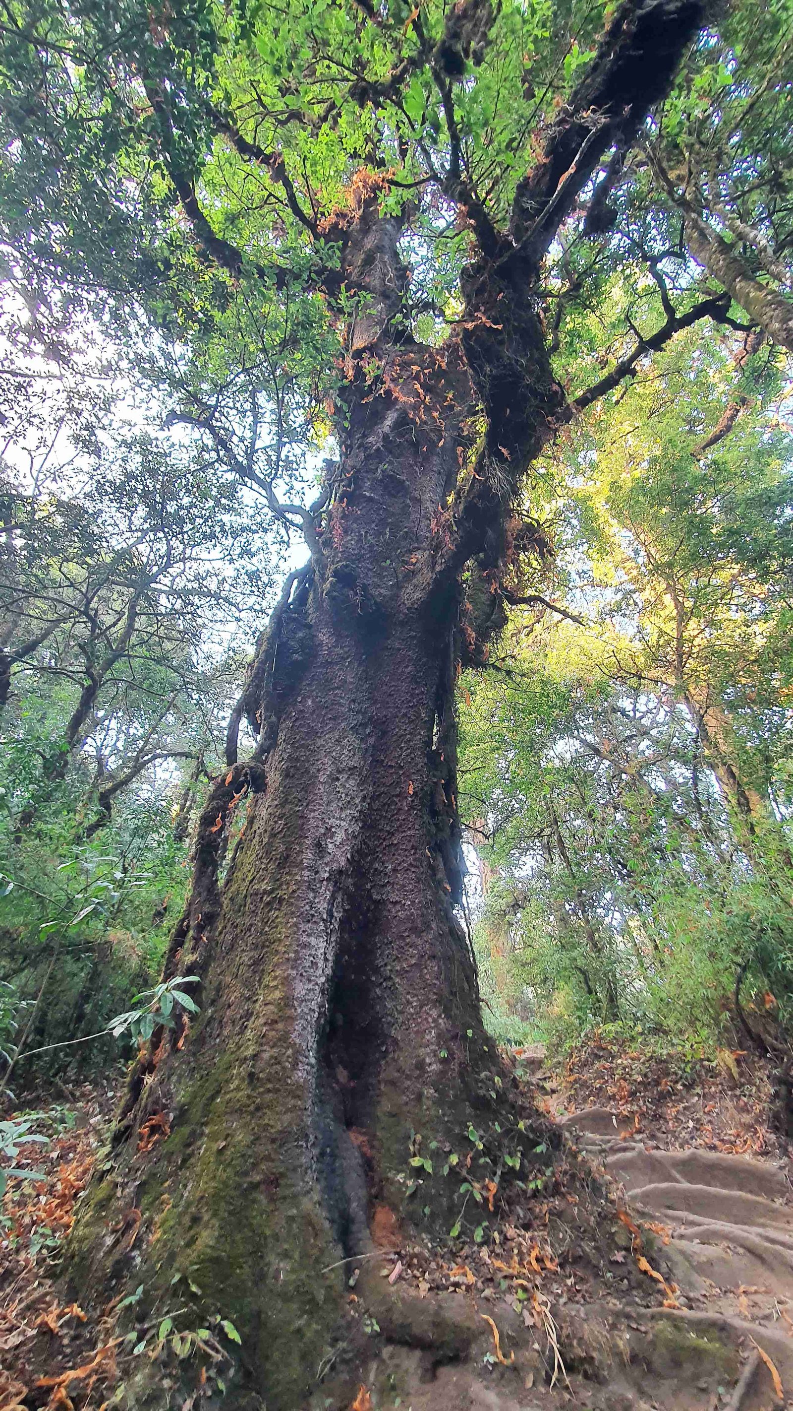 56 shiva puri mountain trees kathmandu nepal 2024.01.08