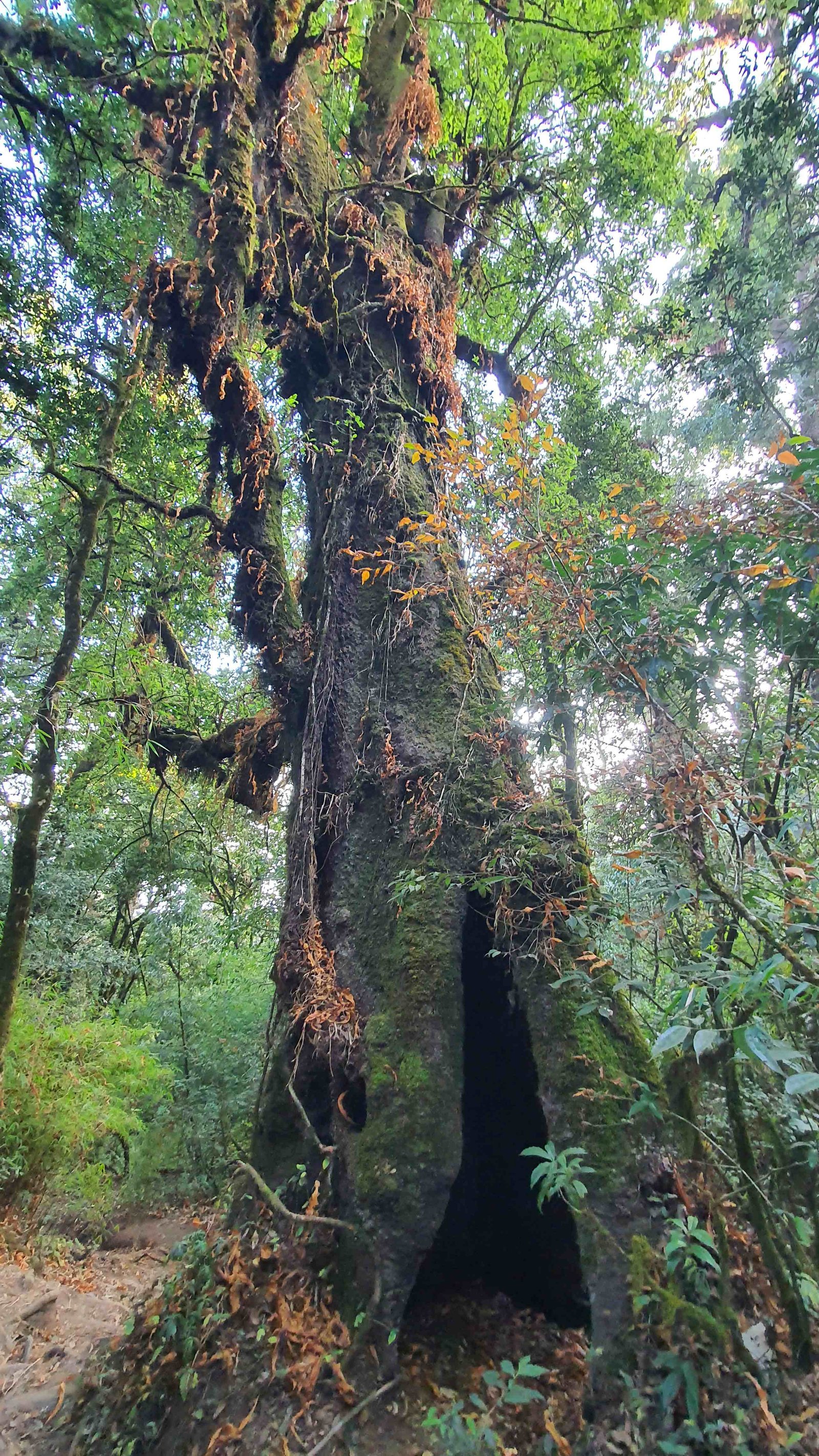 57 shiva puri mountain trees kathmandu nepal 2024.01.08