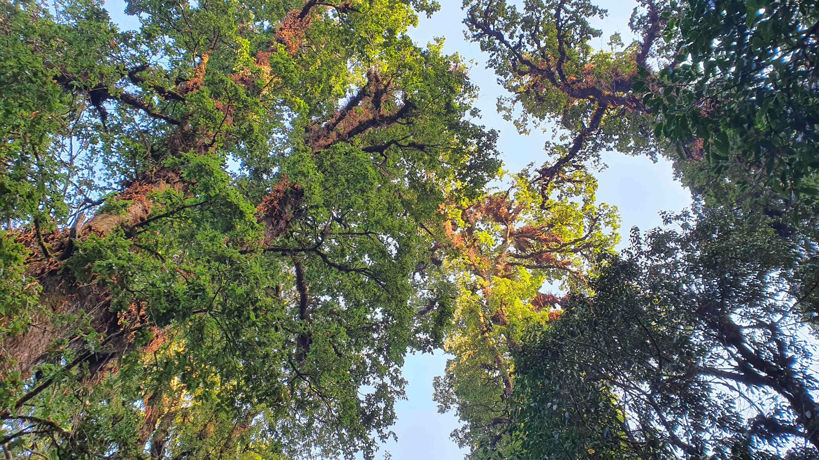 60 shiva puri mountain trees kathmandu nepal 2024.01.08