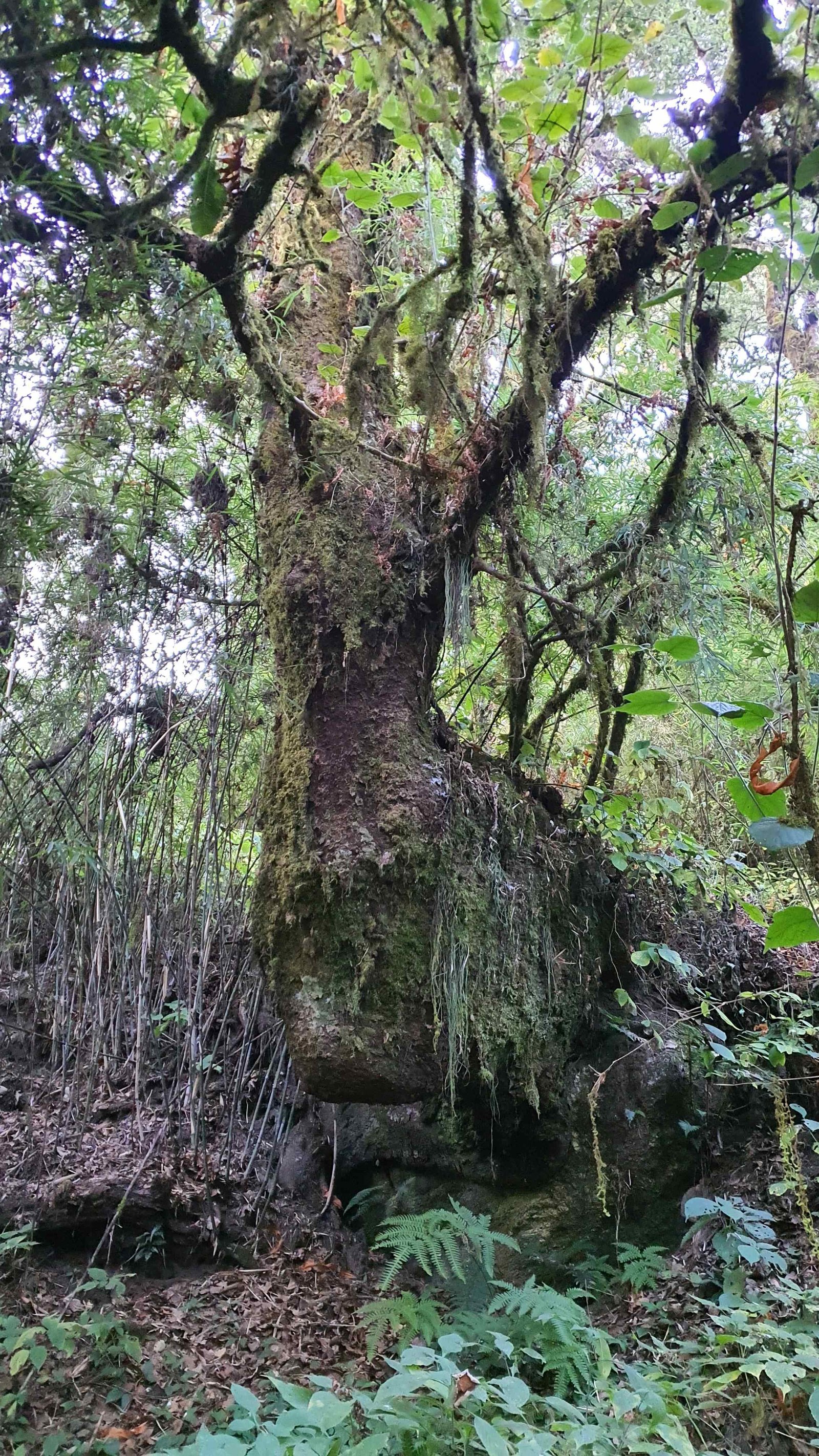 61 shiva puri mountain trees kathmandu nepal 2024.01.08