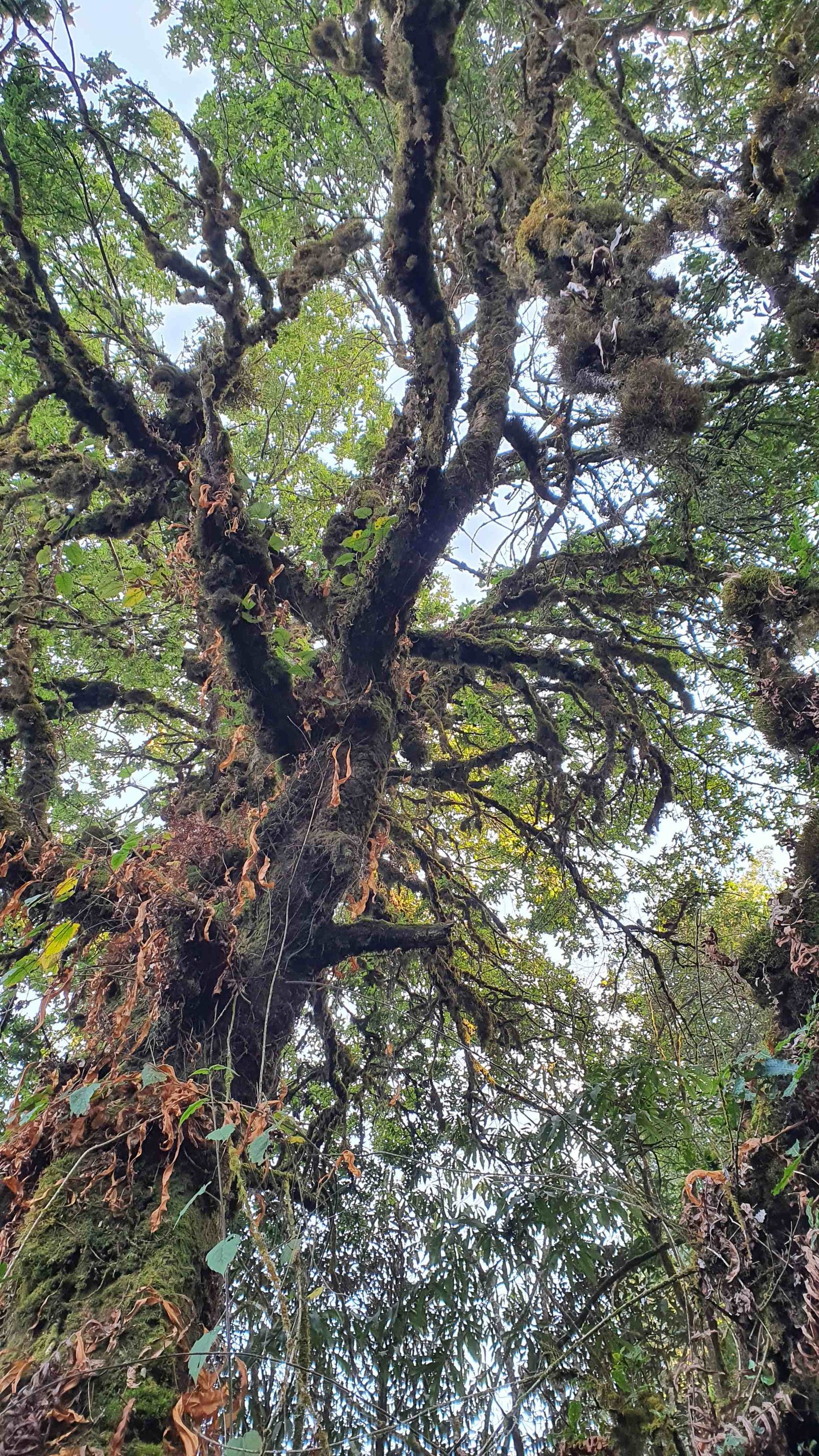 62 shiva puri mountain trees kathmandu nepal 2024.01.08